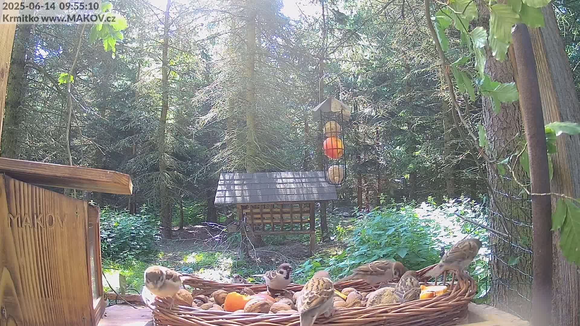 Several sparrows are gathered around a wicker basket filled with nuts and fruit in a sunny forest setting.
