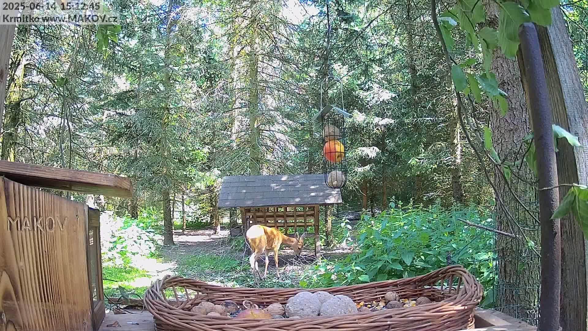 A roe deer eats near a bird feeder in a sunny forest.