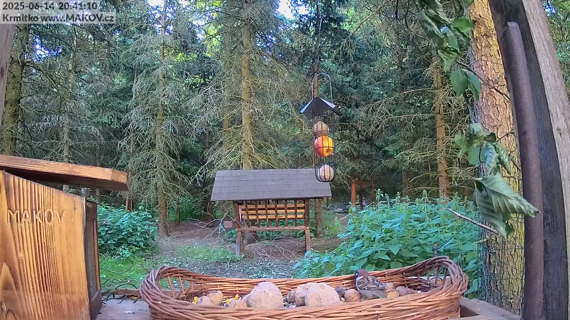 A roe deer eats near a bird feeder in a sunny forest.