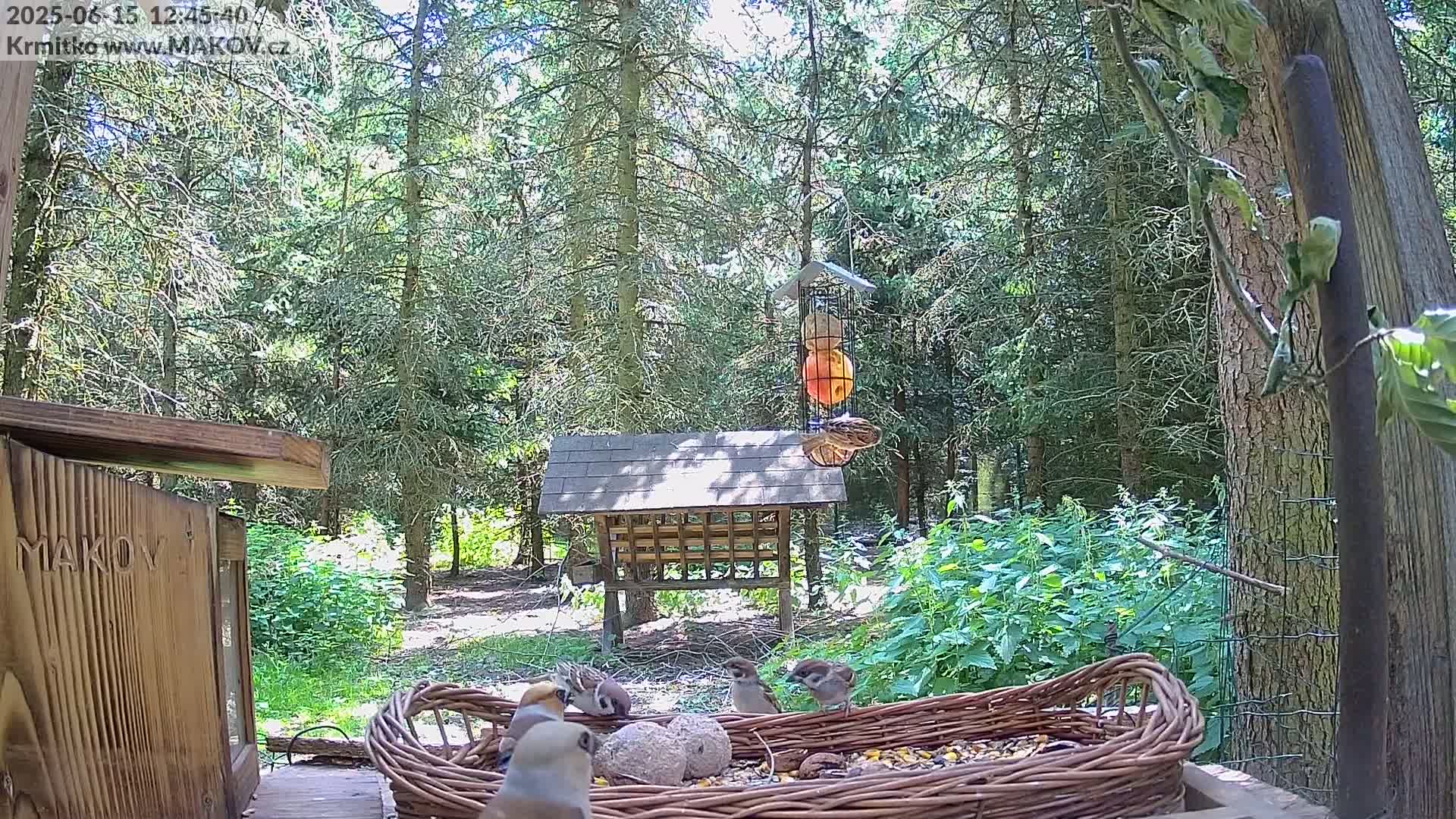 Several small birds feed from a wicker basket of birdseed in a sunny woodland setting near a bird feeder and wooden structure.