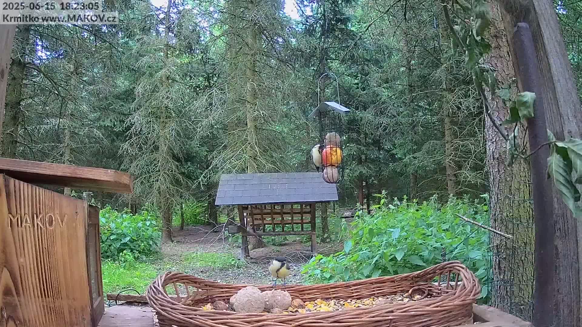 A small bird stands on a basket of birdseed in a wooded area on a partly cloudy day.