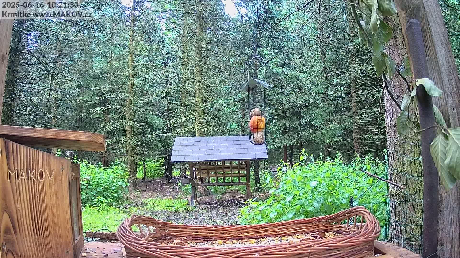 A woodland scene shows various bird feeders, including a hanging feeder with several large nuts and a large wicker basket feeder on the ground, surrounded by green vegetation and tall pine trees on an overcast day.