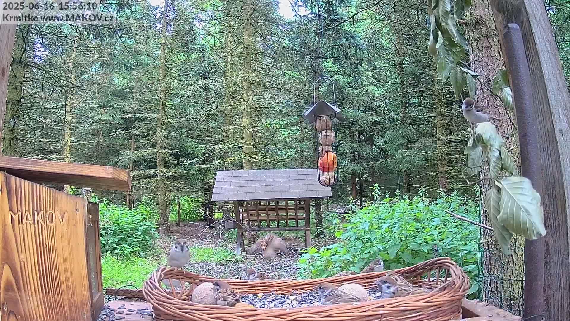 A group of sparrows gathers around a wicker basket of birdseed in a wooded area on an overcast day.