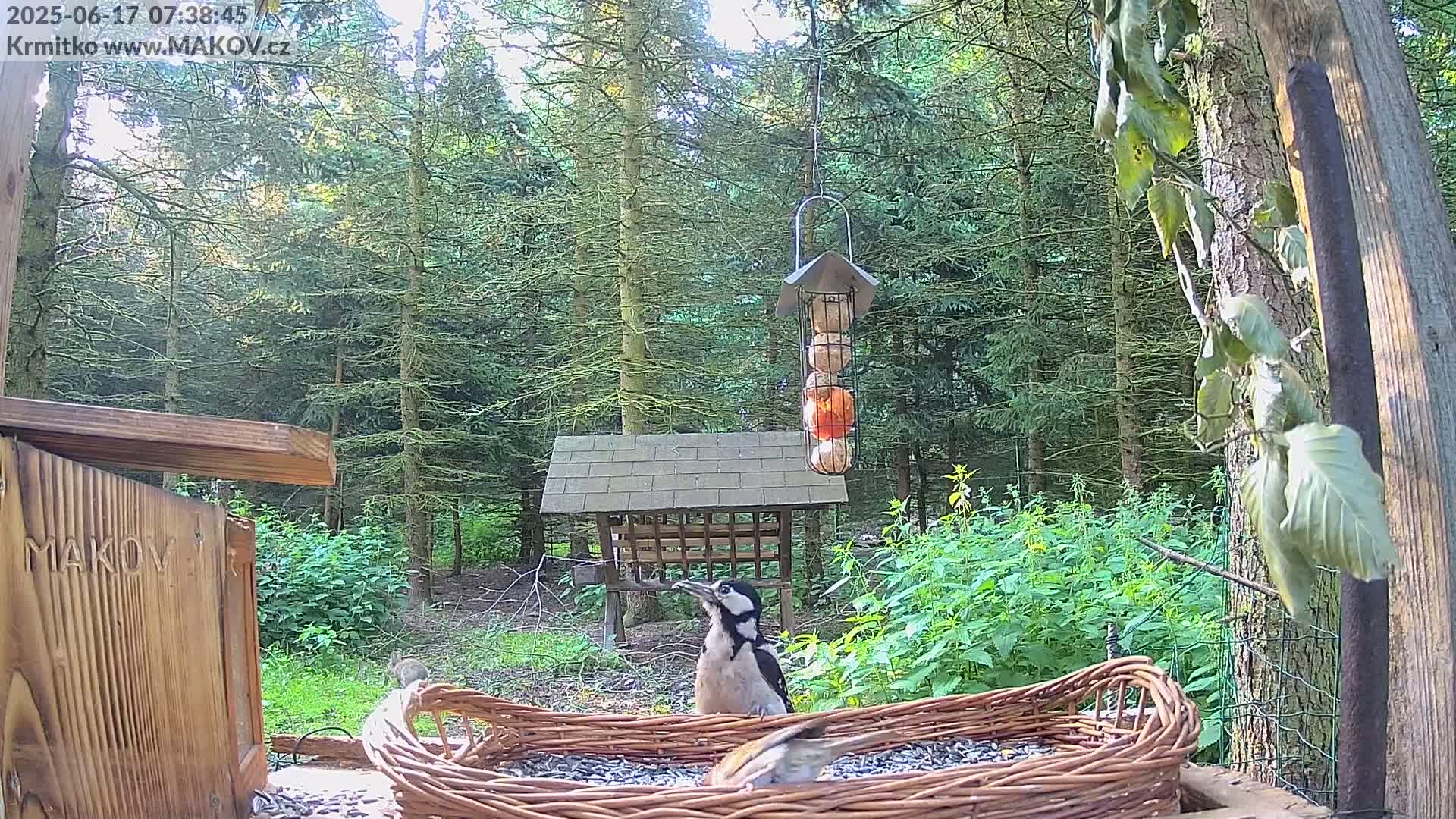 Pisek, Makov Animal Rescue Station Live Cam - Cizova, Pisek, Juhočeský Kraj (South Bohemian), Czechia