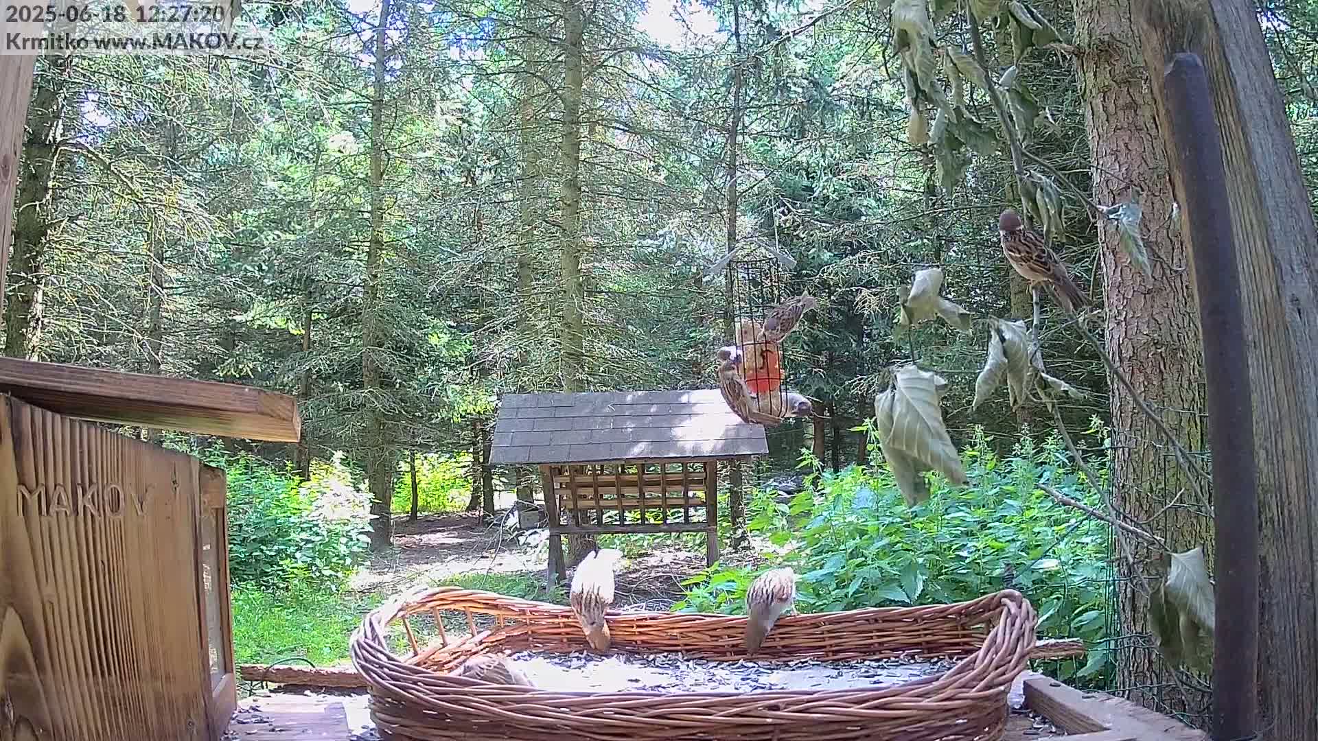 Several birds feed from various bird feeders and a large woven basket filled with seeds in a sunny wooded area.