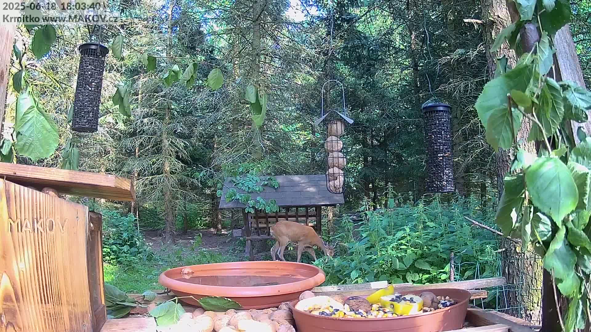 A deer is foraging near a bird feeder and water dish in a sunny forest.