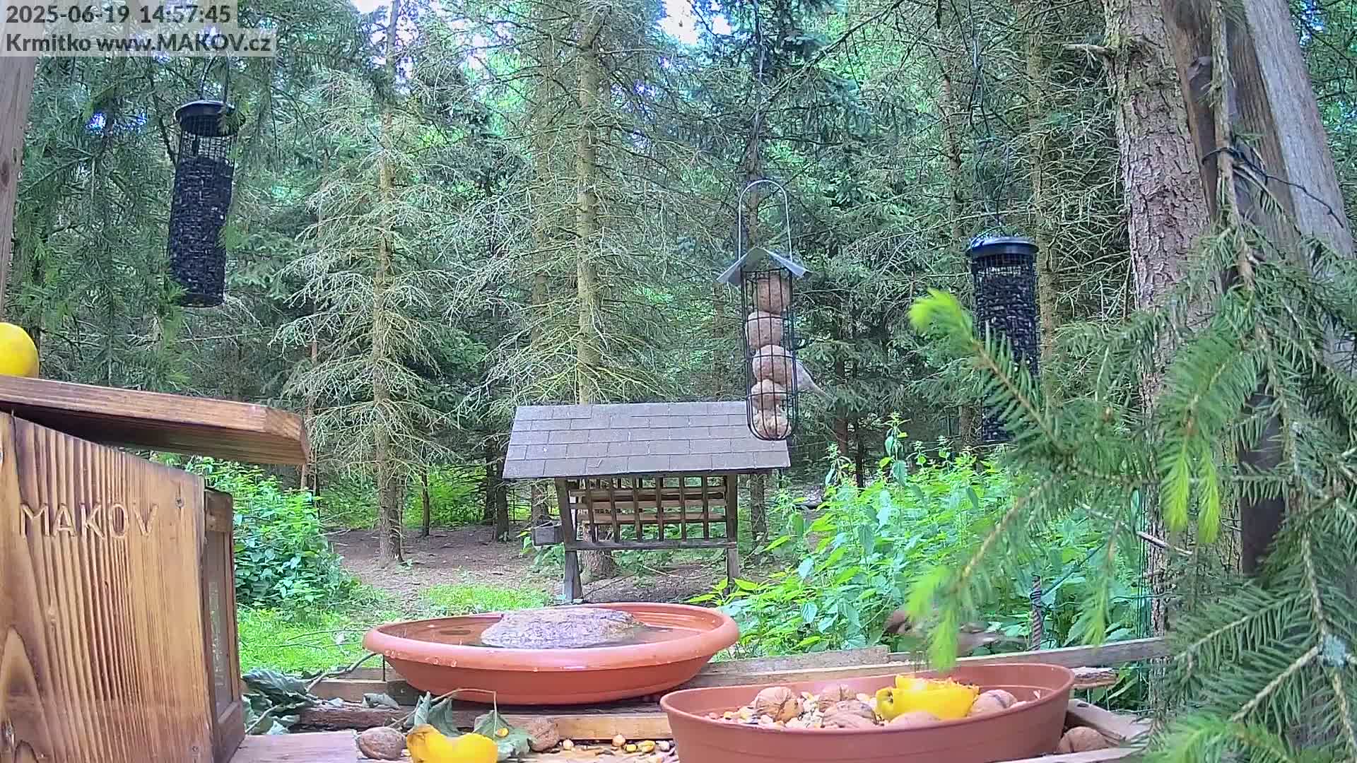 A bird feeder with suet balls hangs in a wooded area next to a bird bath and other feeders containing nuts and seeds.