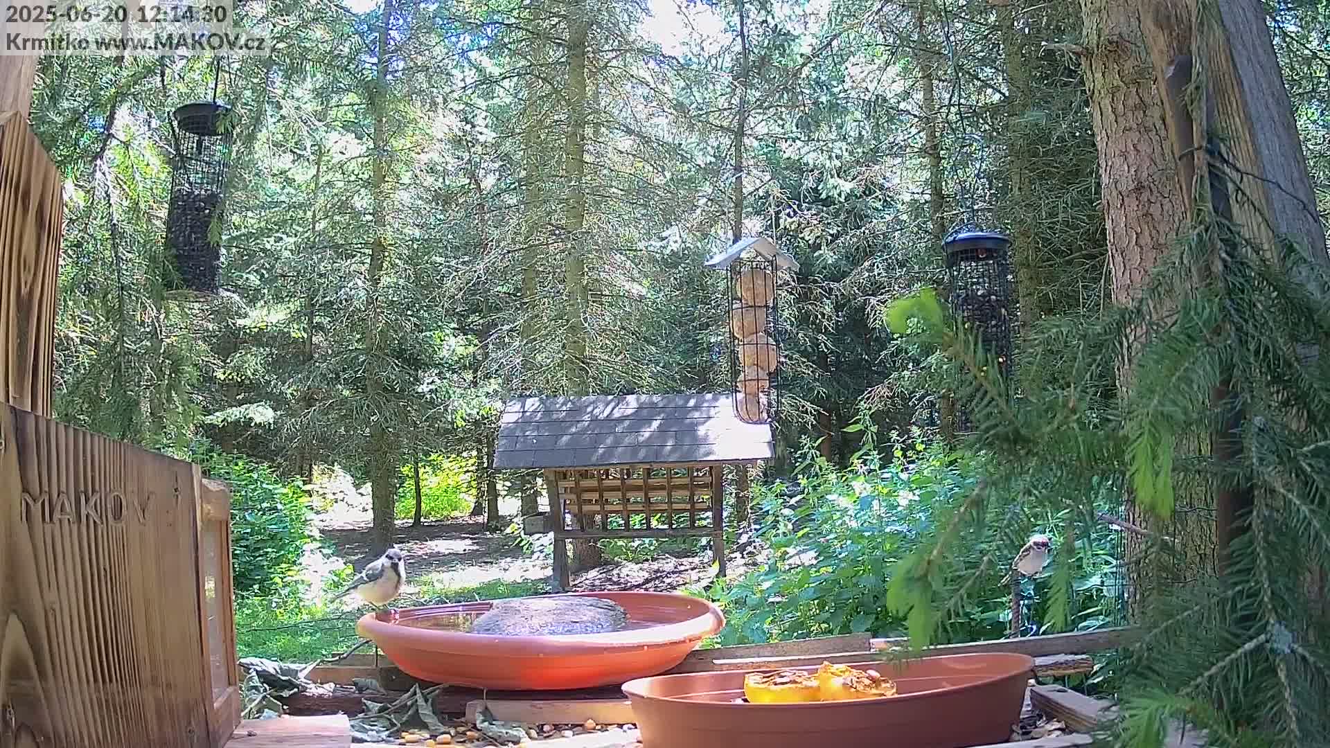 A bird feeder station in a sunny woodland setting with several birds visiting, including one near a shallow dish of water.