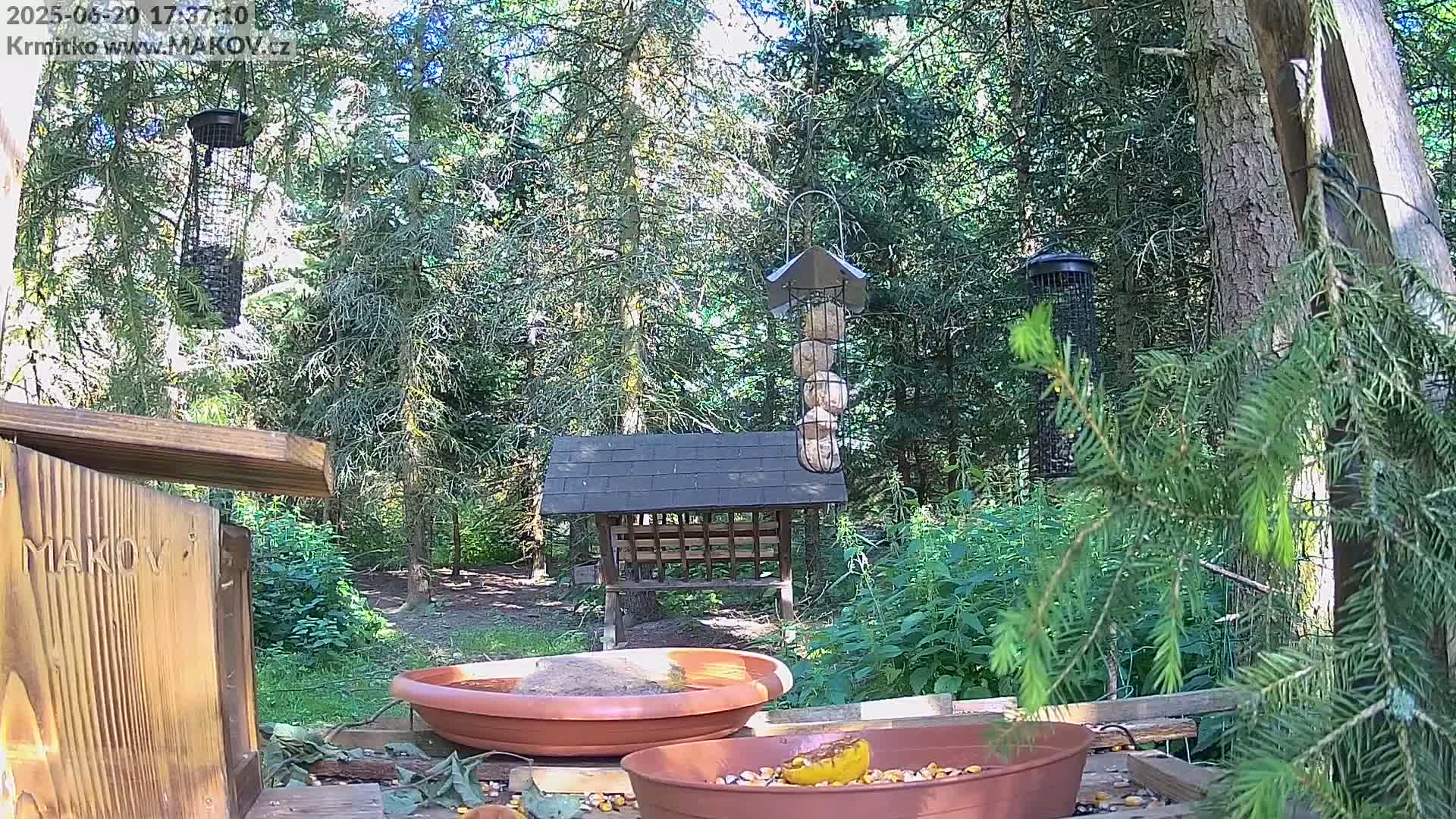 A sunny woodland backyard scene features several bird feeders, a bird bath, and a wooden birdhouse, with various birdseed scattered on a nearby platform.