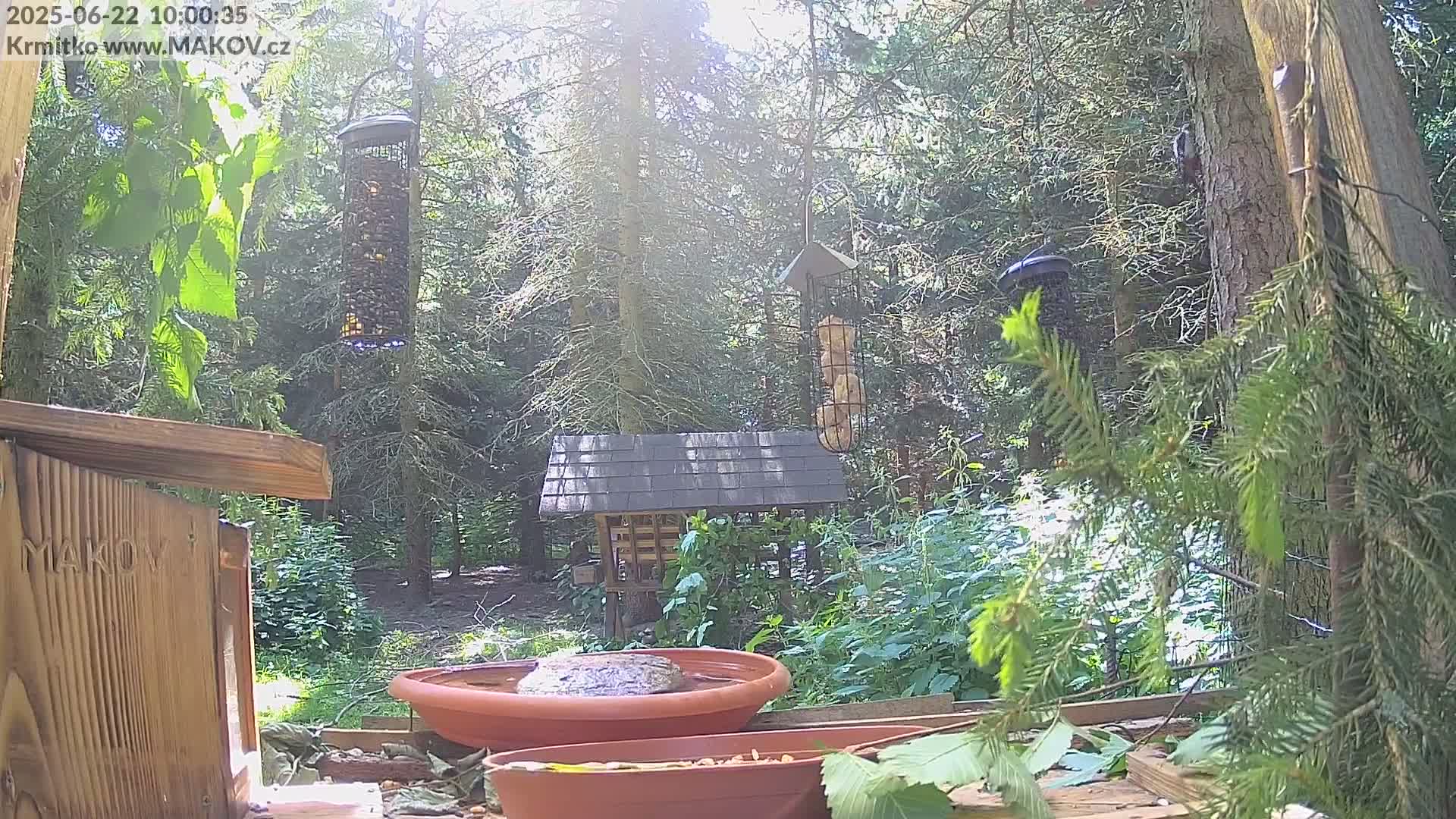 A sunny wooded area contains several bird feeders, a bird bath with a rock in it, and various other bird-related structures.