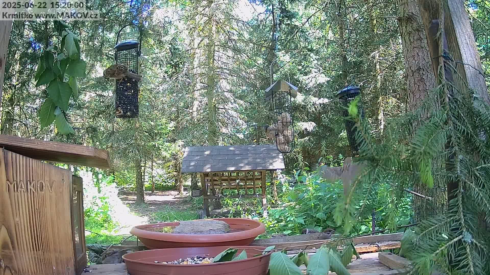 A sunny woodland scene features several bird feeders hanging from trees, a bird bath, and a bird feeder station with various birds feeding.