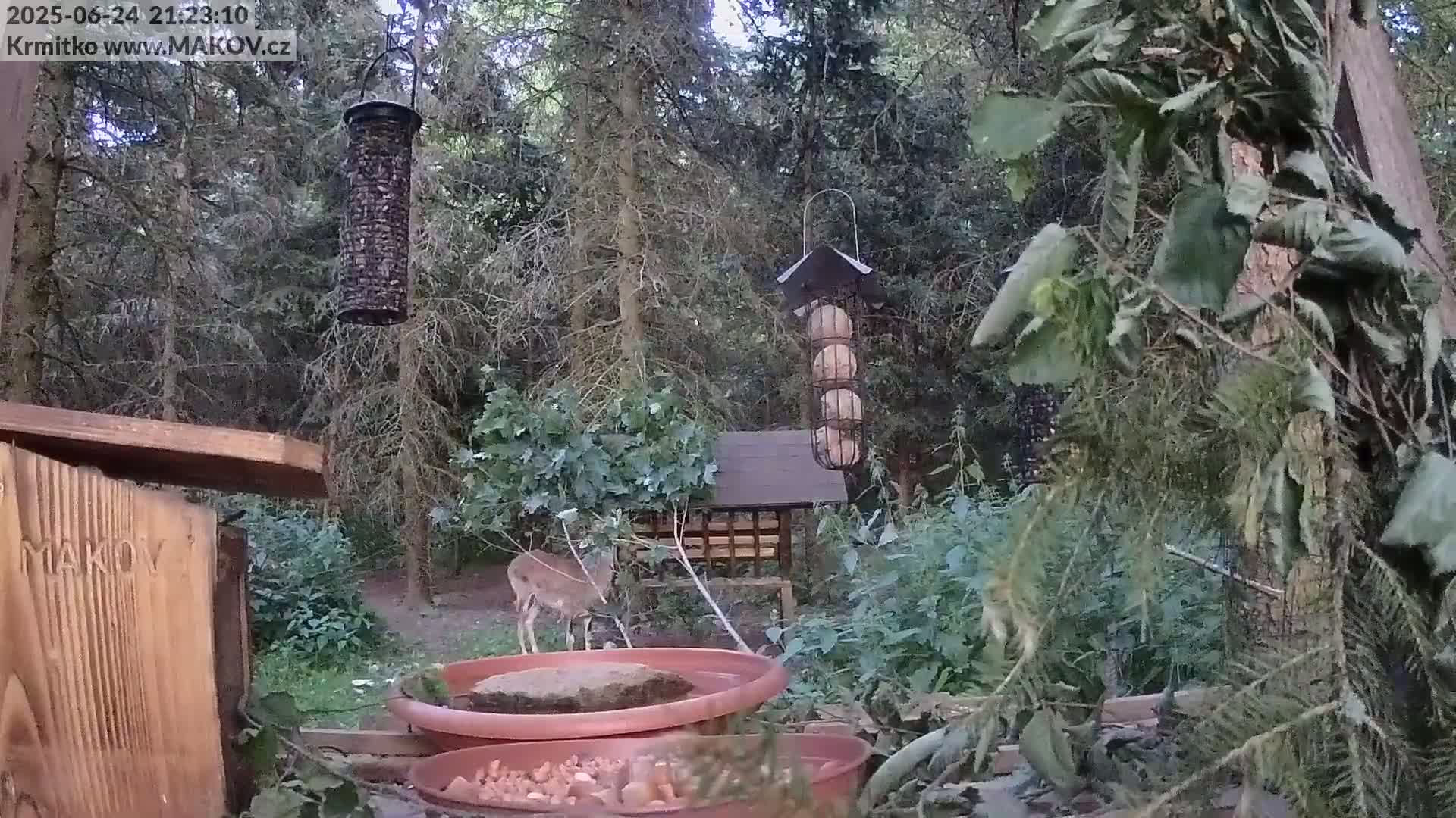 A deer stands near several bird feeders and water dishes in a wooded area at dusk.