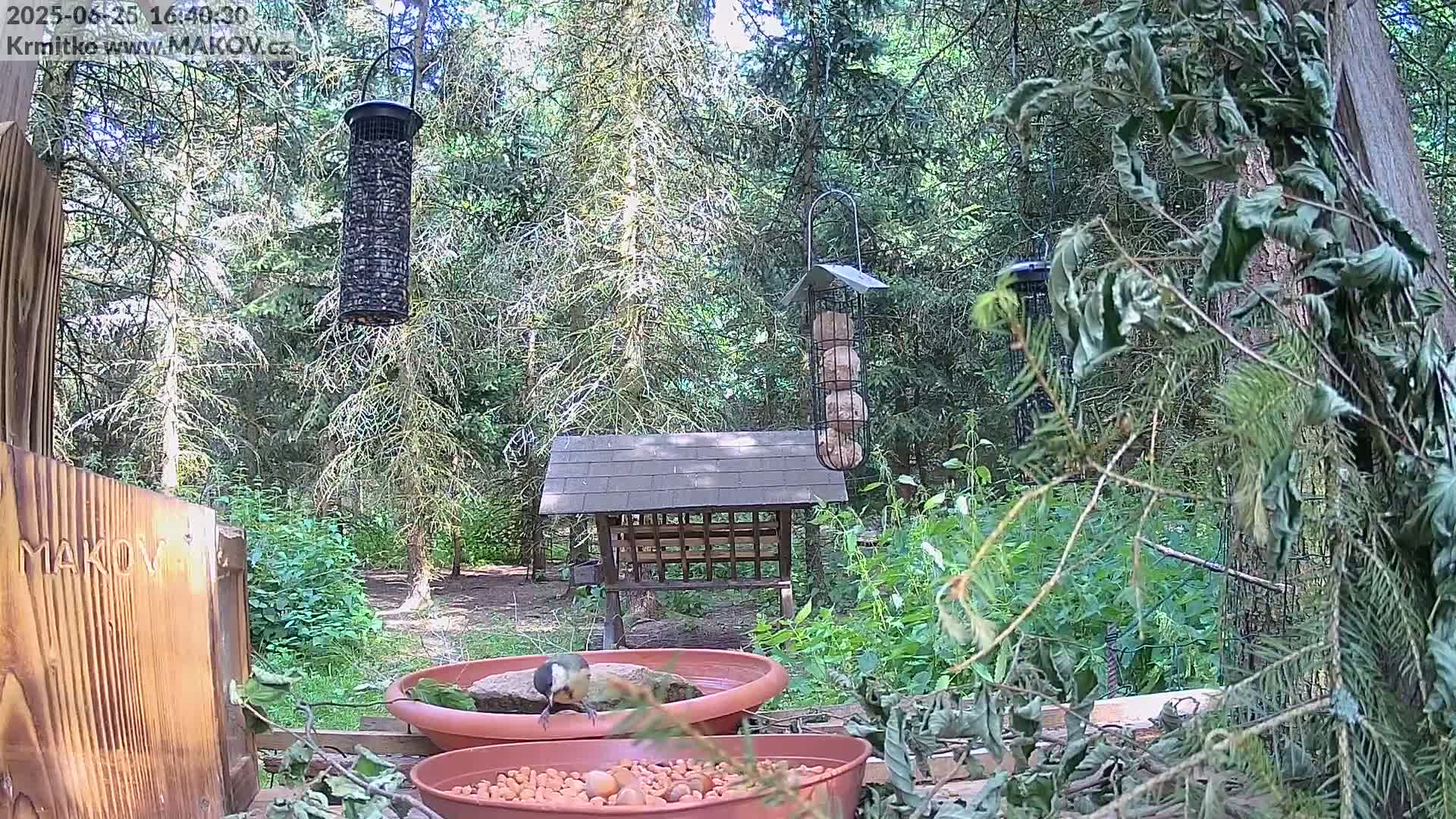 Pisek, Makov Animal Rescue Station Live Cam - Cizova, Pisek, Juhočeský Kraj (South Bohemian), Czechia