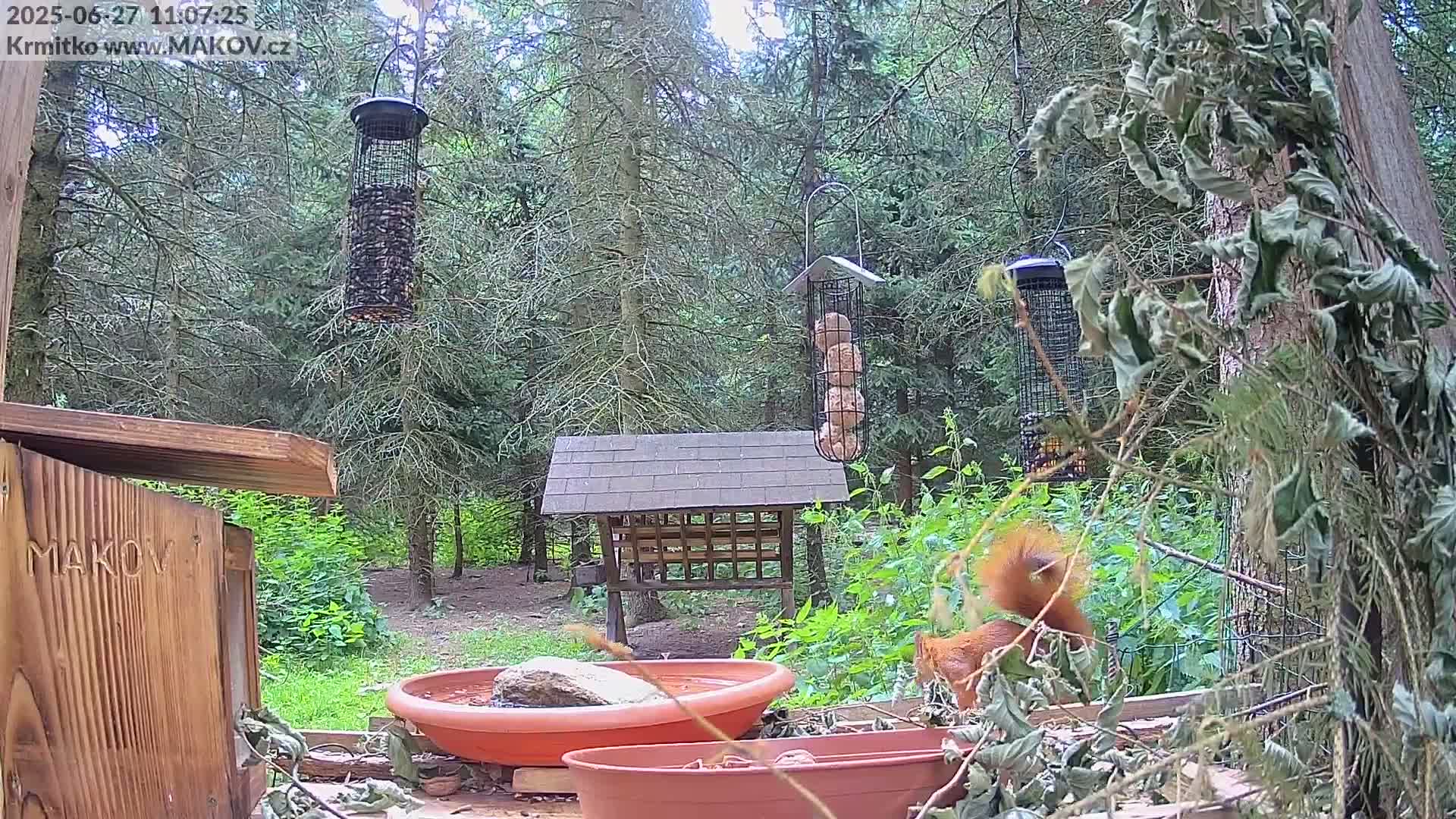 Pisek, Makov Animal Rescue Station Live Cam - Cizova, Pisek, Juhočeský Kraj (South Bohemian), Czechia