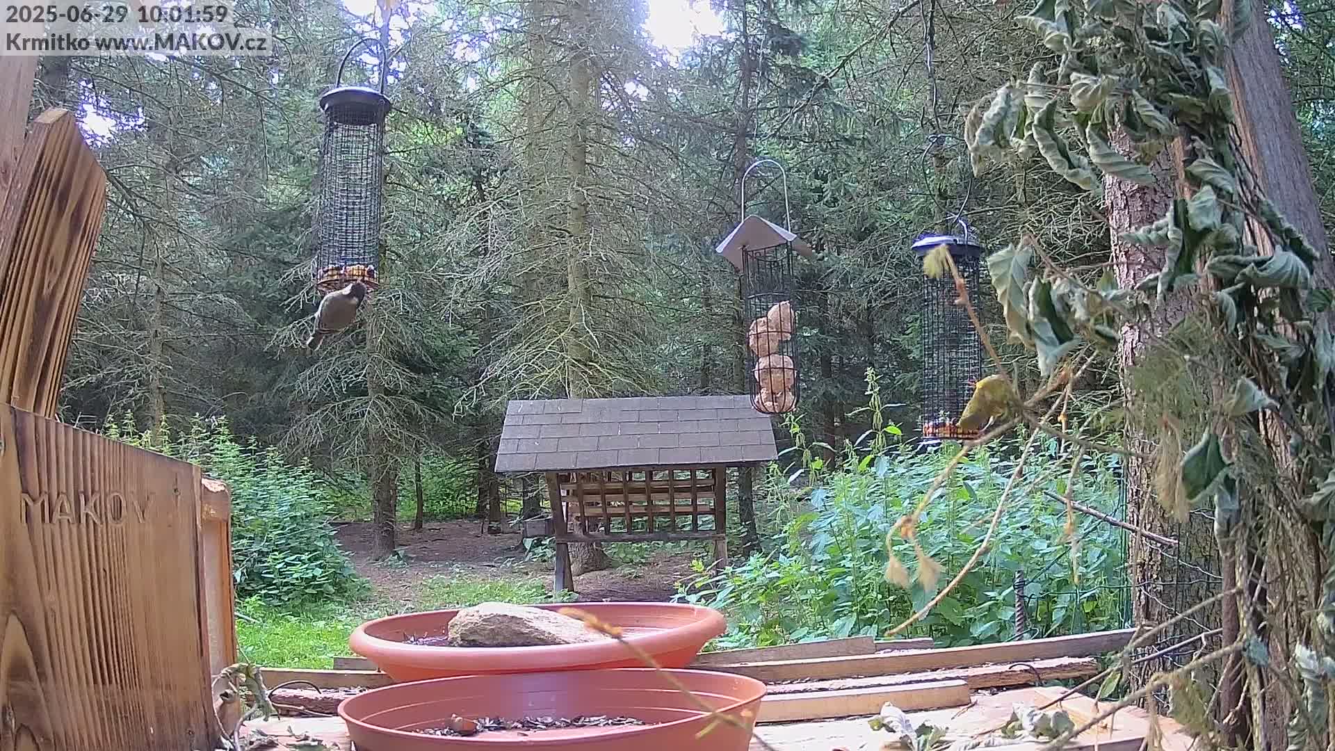 Birds feed at several feeders in a wooded area on a partly sunny day.