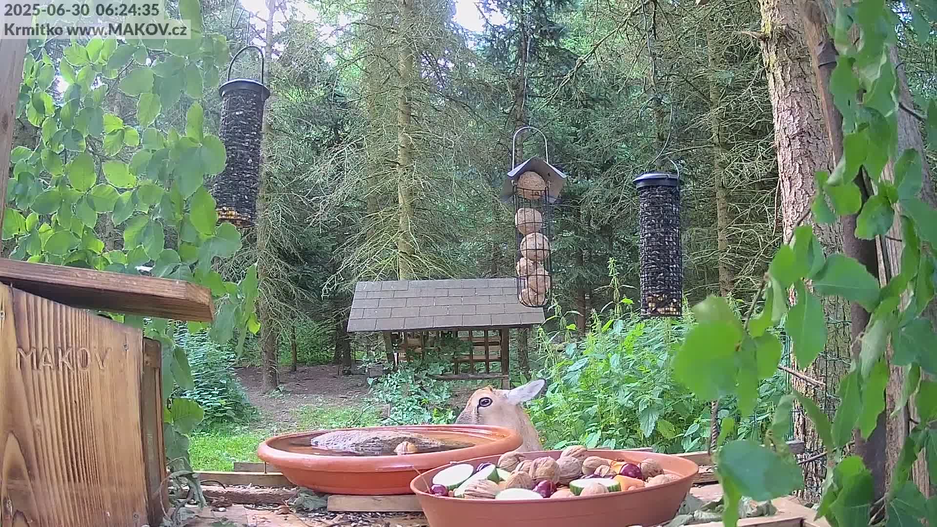 Pisek, Makov Animal Rescue Station Live Cam - Cizova, Pisek, Juhočeský Kraj (South Bohemian), Czechia