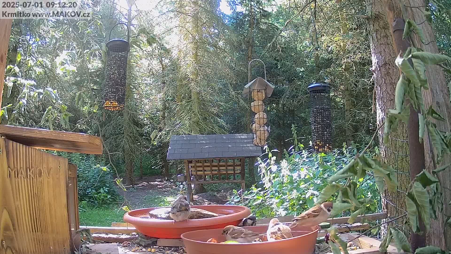 Several sparrows bathe in two shallow terracotta bowls near a bird feeder in a sunny woodland setting.