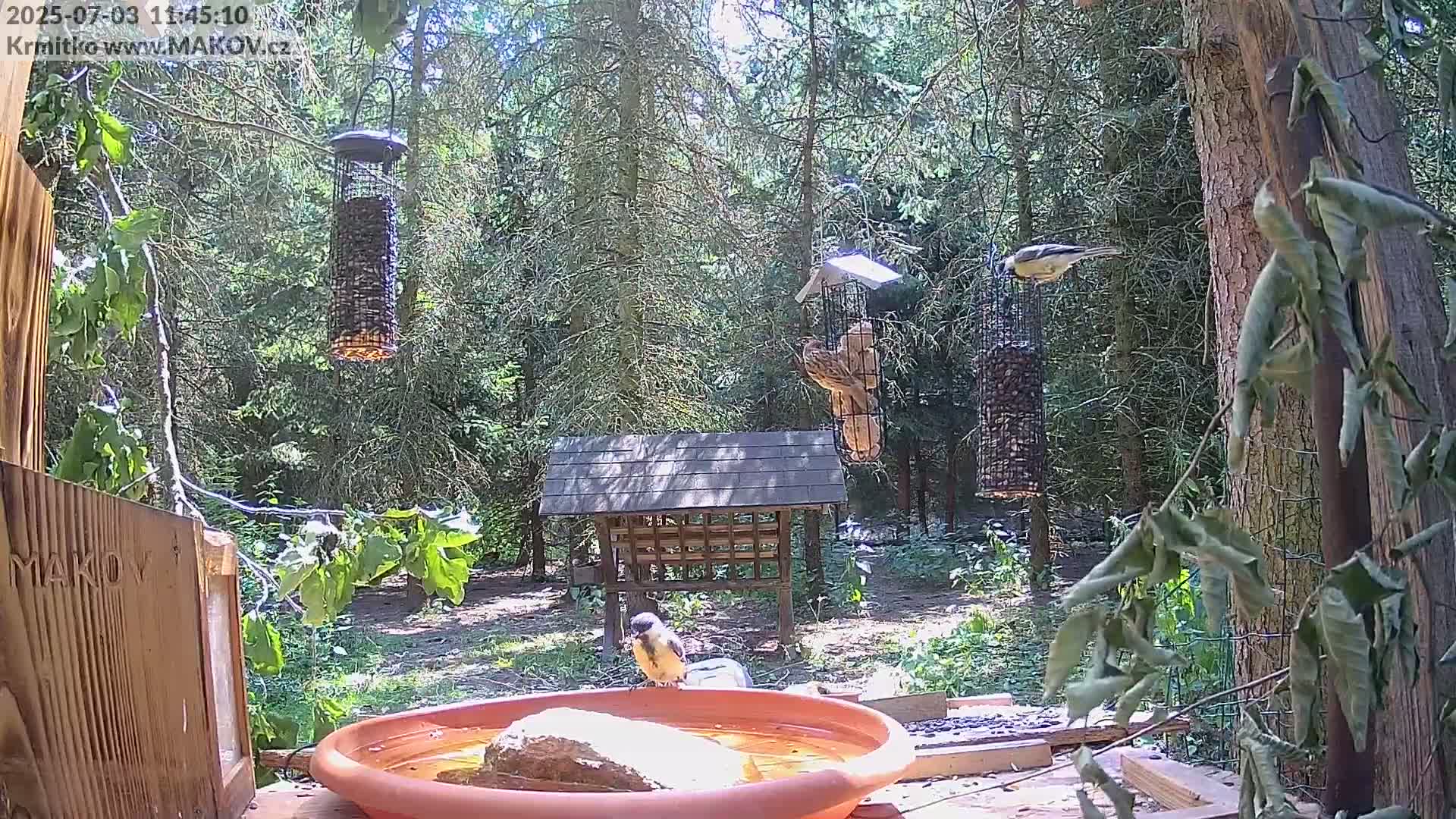 Pisek, Makov Animal Rescue Station Live Cam - Cizova, Pisek, Juhočeský Kraj (South Bohemian), Czechia