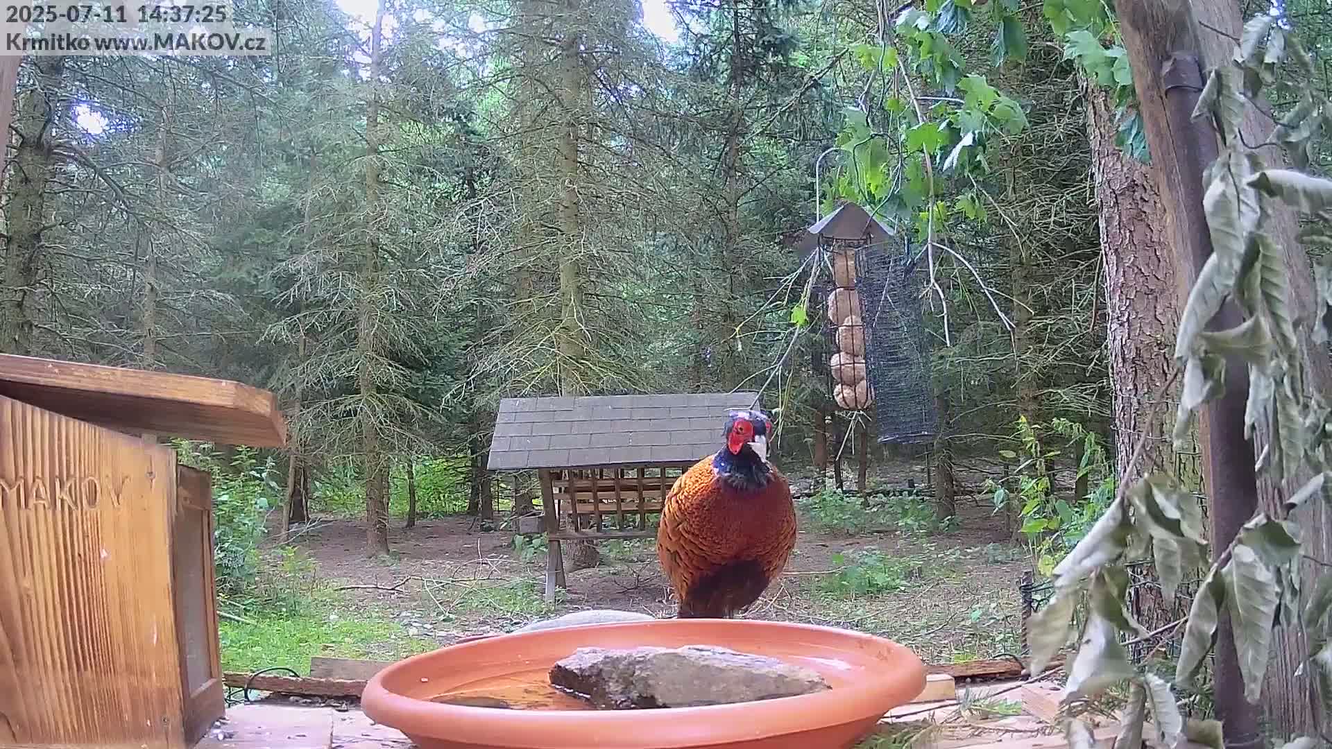 Pisek, Makov Animal Rescue Station Live Cam - Cizova, Pisek, Juhočeský Kraj (South Bohemian), Czechia
