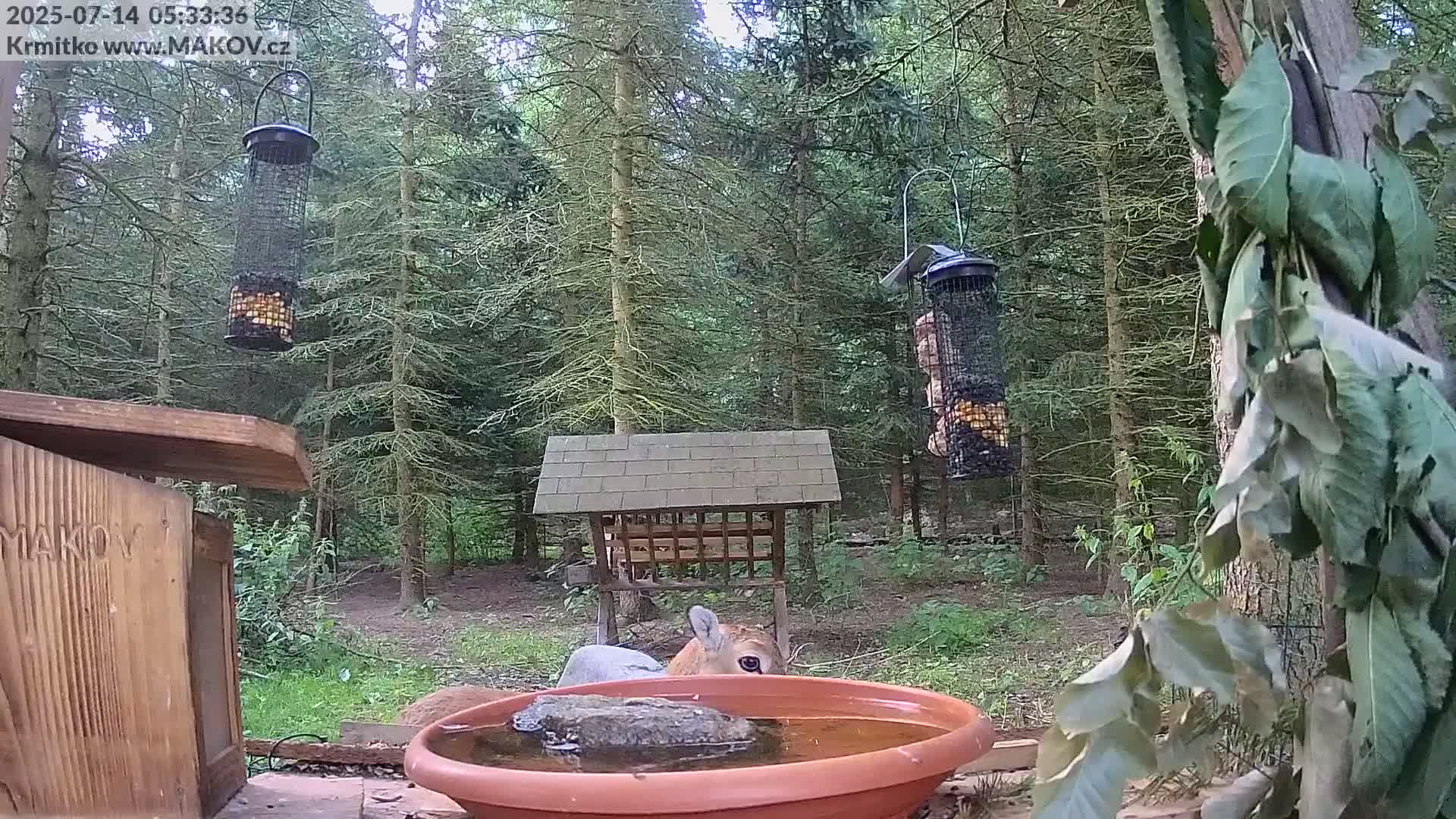 Pisek, Makov Animal Rescue Station Live Cam - Cizova, Pisek, Juhočeský Kraj (South Bohemian), Czechia