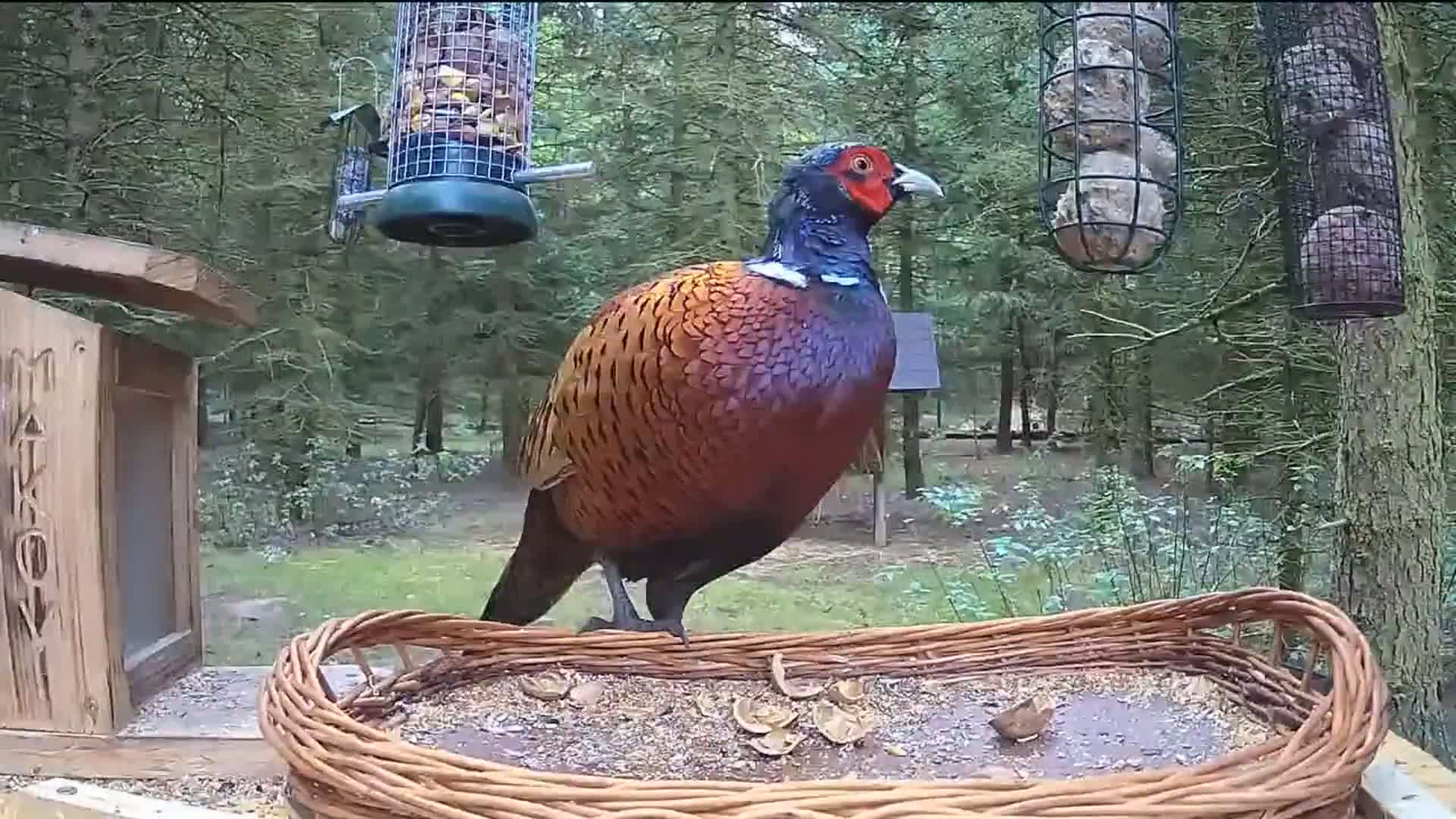 Pisek, Makov Animal Rescue Station Live Cam - Cizova, Pisek, Juhočeský Kraj (South Bohemian), Czechia