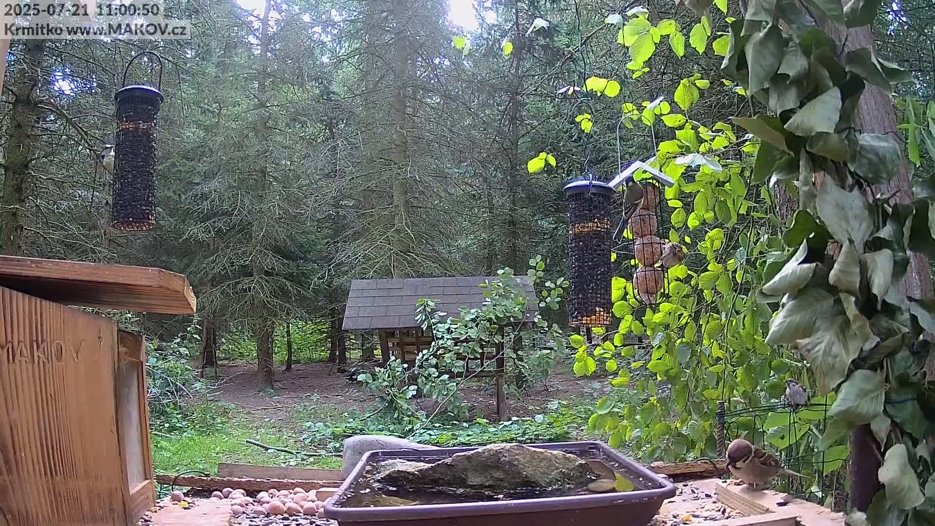 Pisek, Makov Animal Rescue Station Live Cam - Cizova, Pisek, Juhočeský Kraj (South Bohemian), Czechia