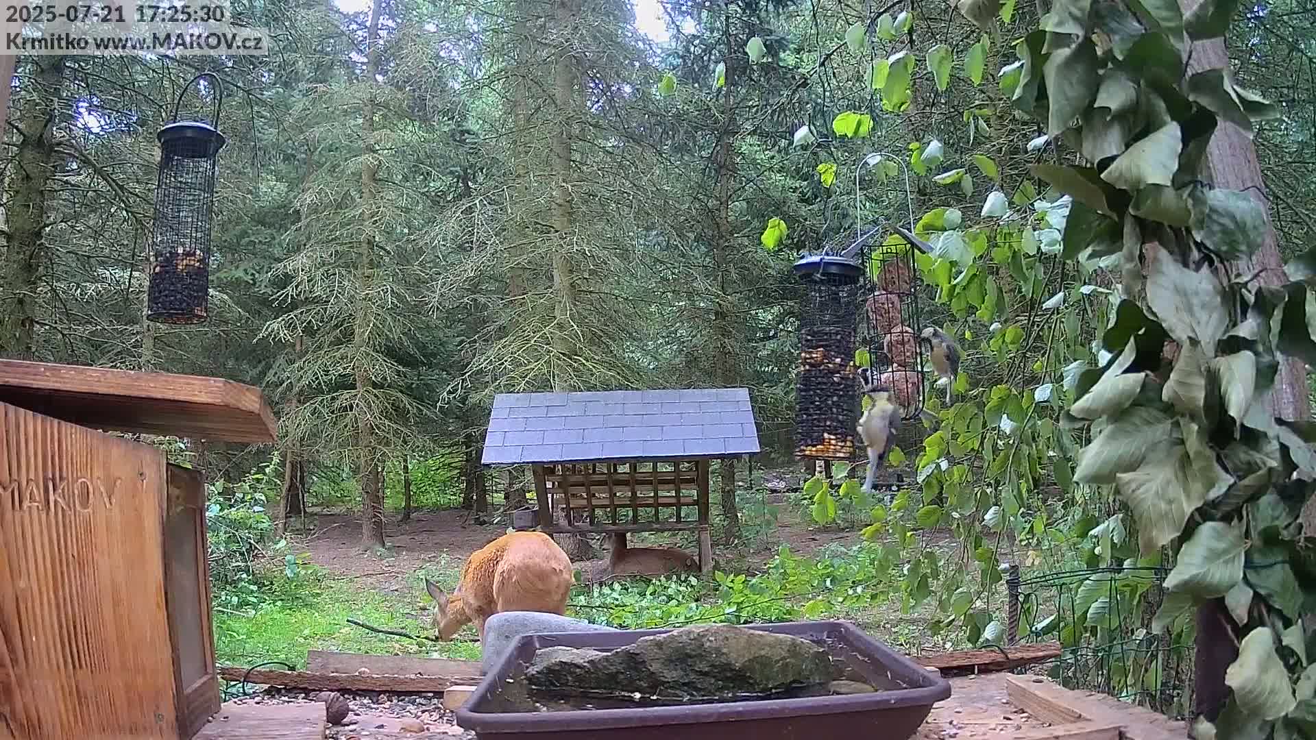 Pisek, Makov Animal Rescue Station Live Cam - Cizova, Pisek, Juhočeský Kraj (South Bohemian), Czechia