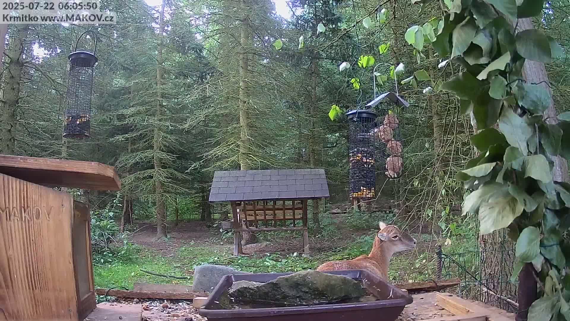 Pisek, Makov Animal Rescue Station Live Cam - Cizova, Pisek, Juhočeský Kraj (South Bohemian), Czechia