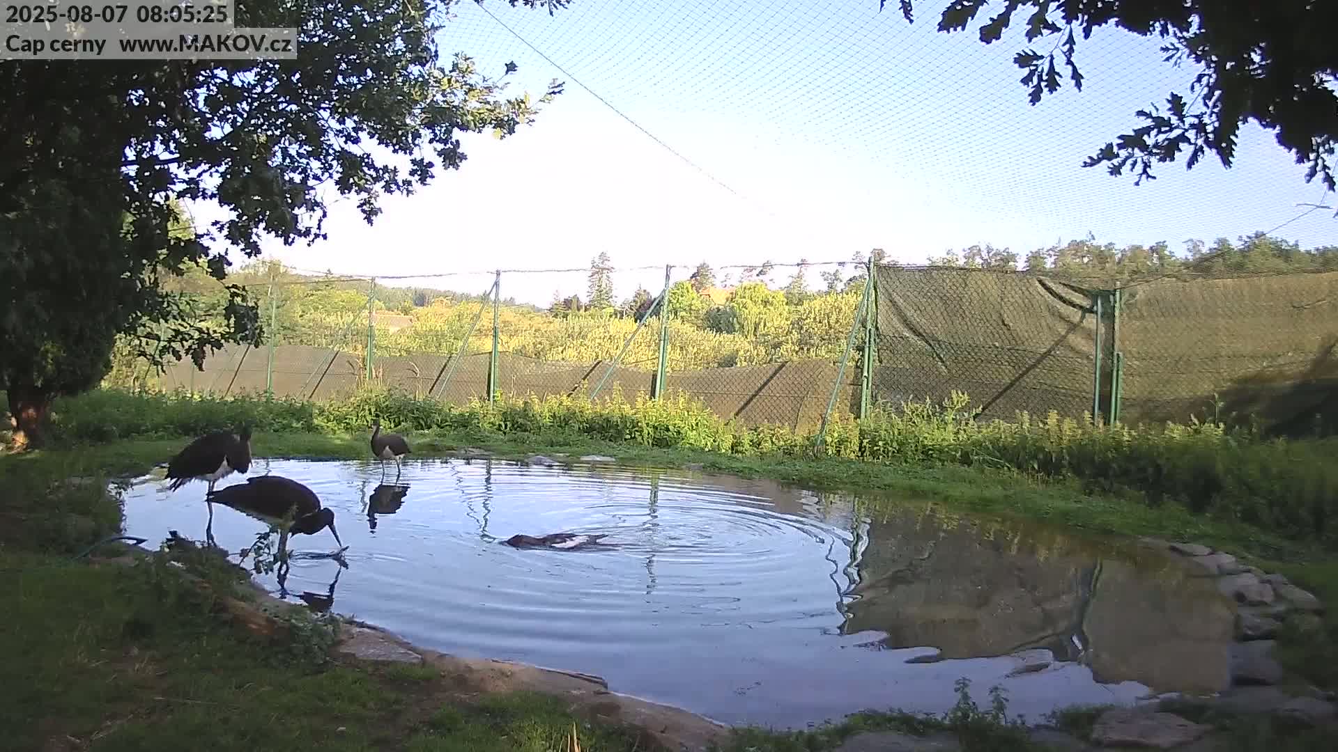 Pisek, Makov Animal Rescue Station Live Cam - Cizova, Pisek, Juhočeský Kraj (South Bohemian), Czechia