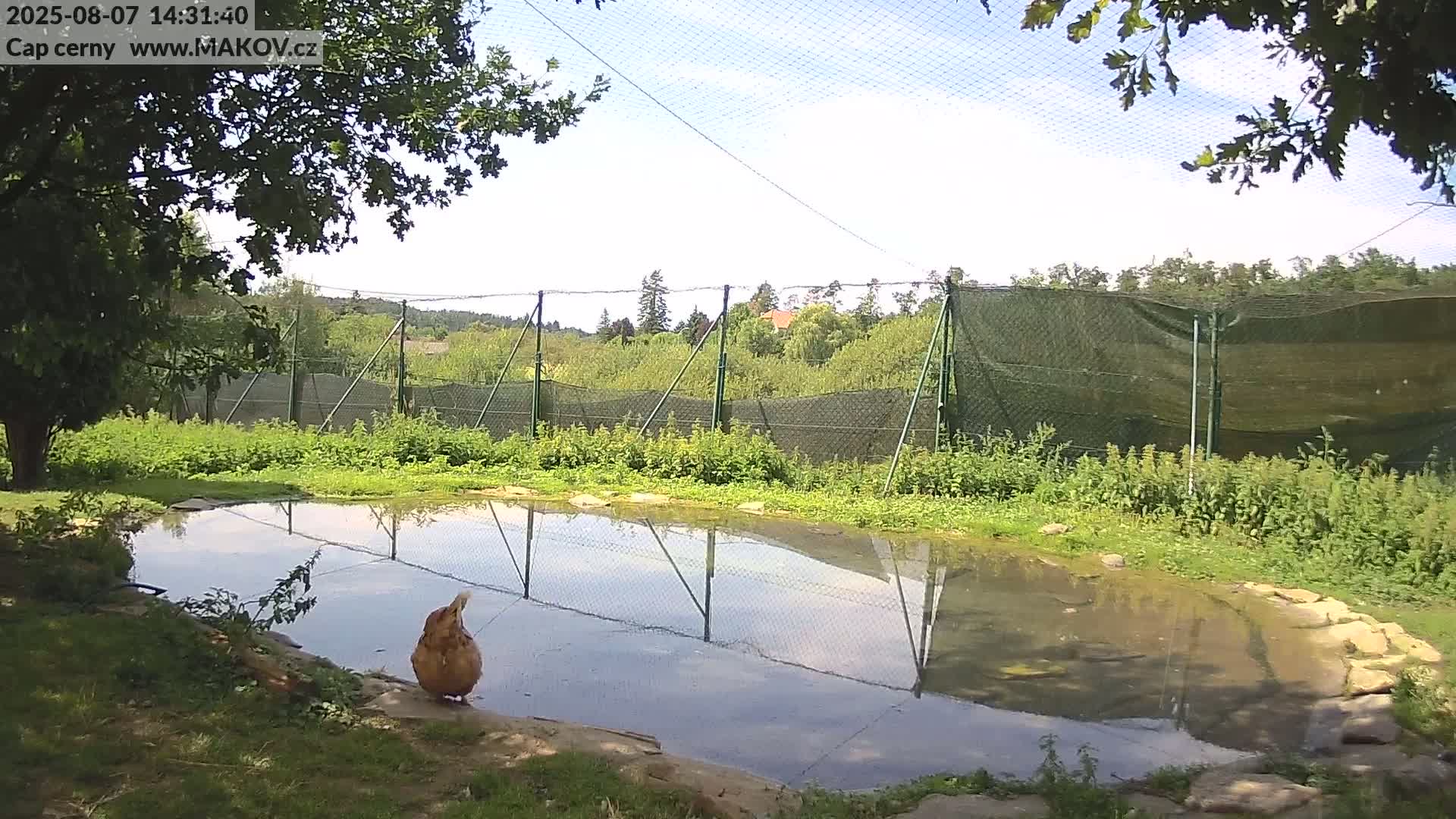 Pisek, Makov Animal Rescue Station Live Cam - Cizova, Pisek, Juhočeský Kraj (South Bohemian), Czechia