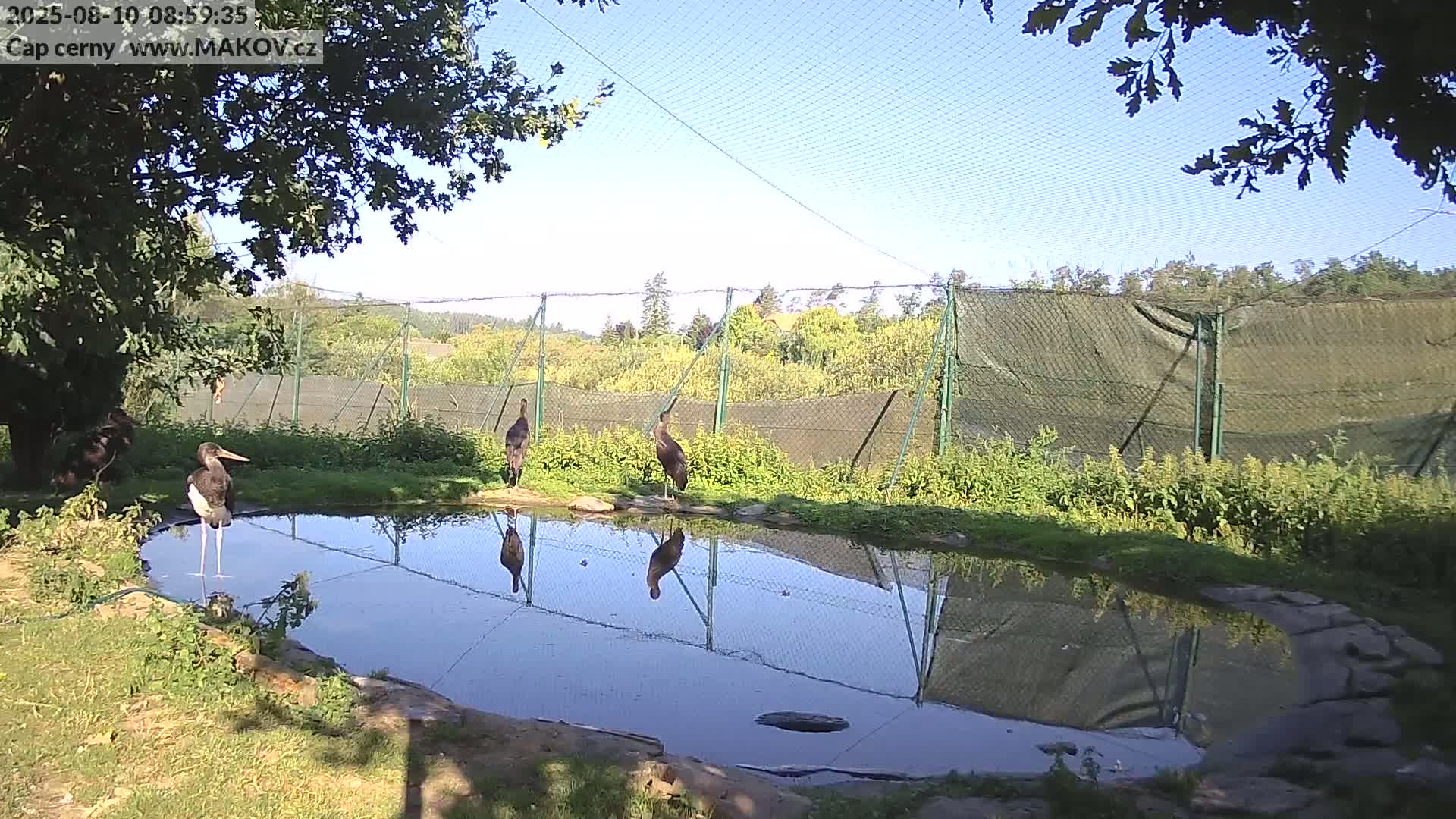 Several black storks stand near a small pond reflecting their images, within an enclosure on a sunny day.