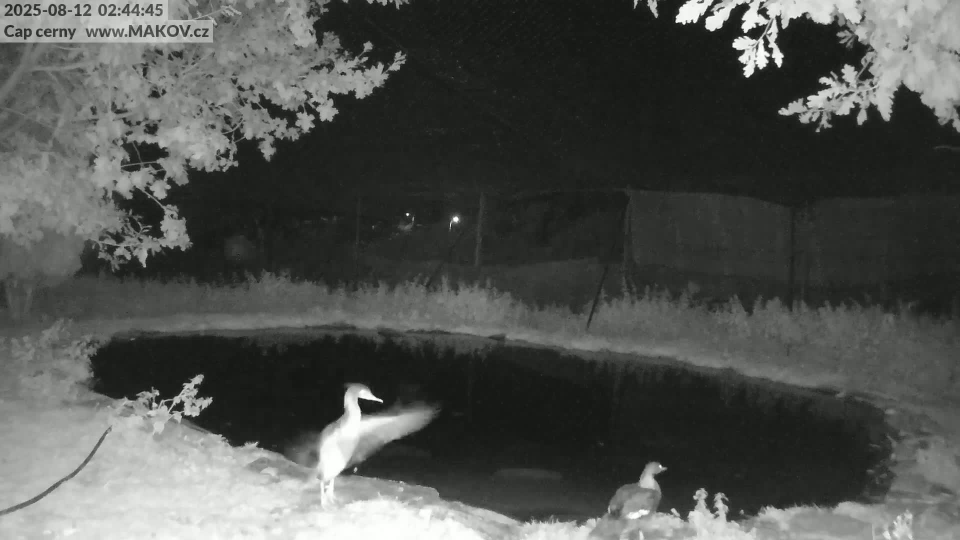 Pisek, Makov Animal Rescue Station Live Cam - Cizova, Pisek, Juhočeský Kraj (South Bohemian), Czechia