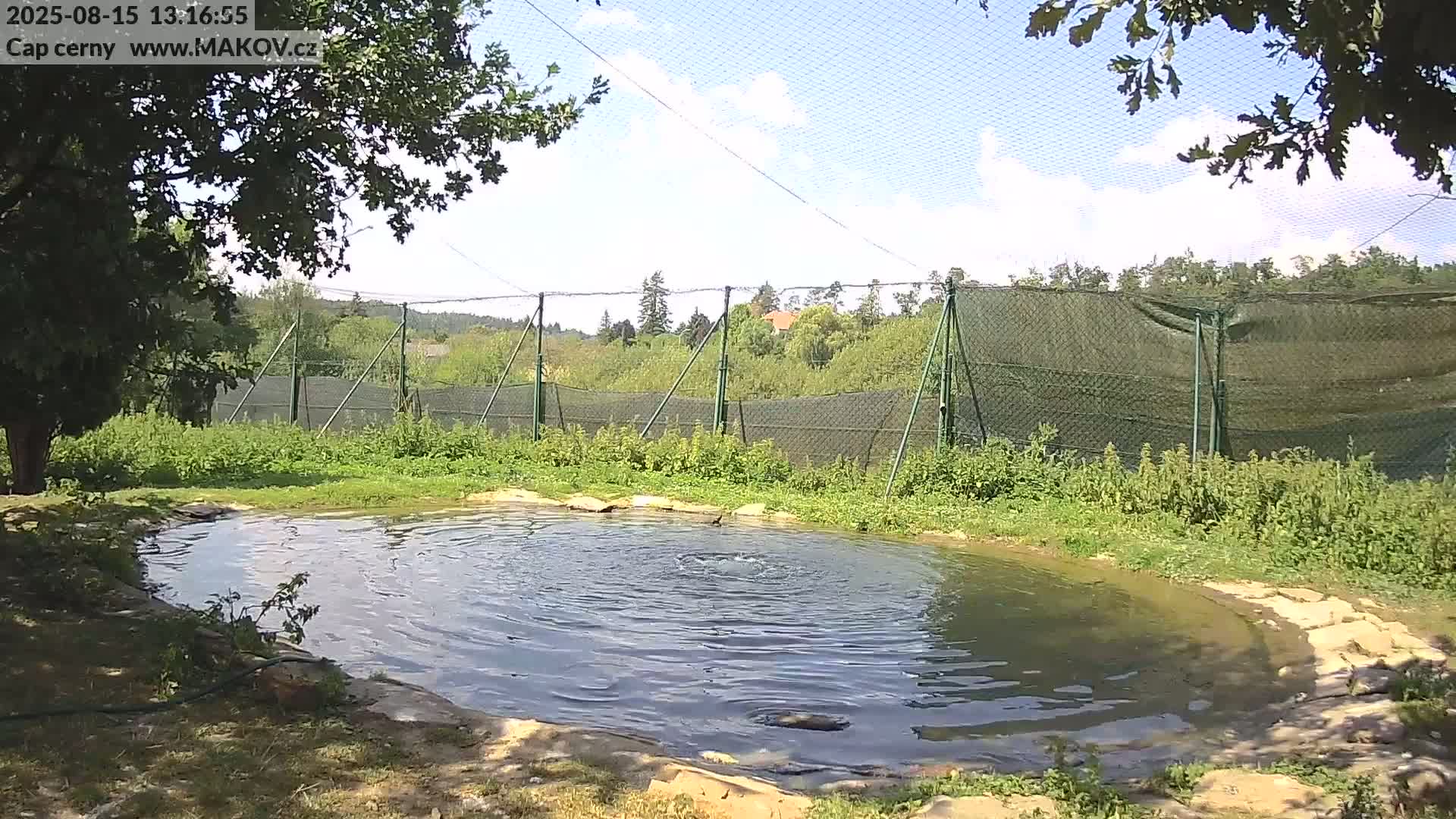 Several black storks stand near a small pond reflecting their images, within an enclosure on a sunny day.