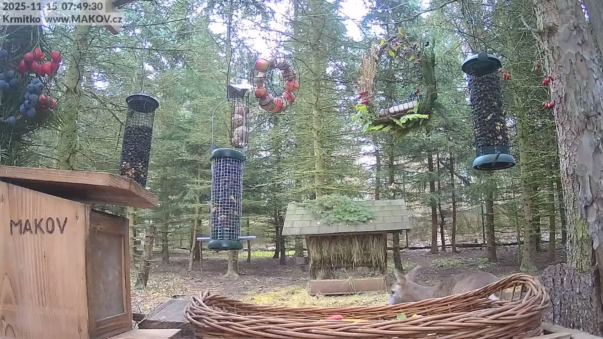 Pisek, Makov Animal Rescue Station Live Cam - Cizova, Pisek, Juhočeský Kraj (South Bohemian), Czechia