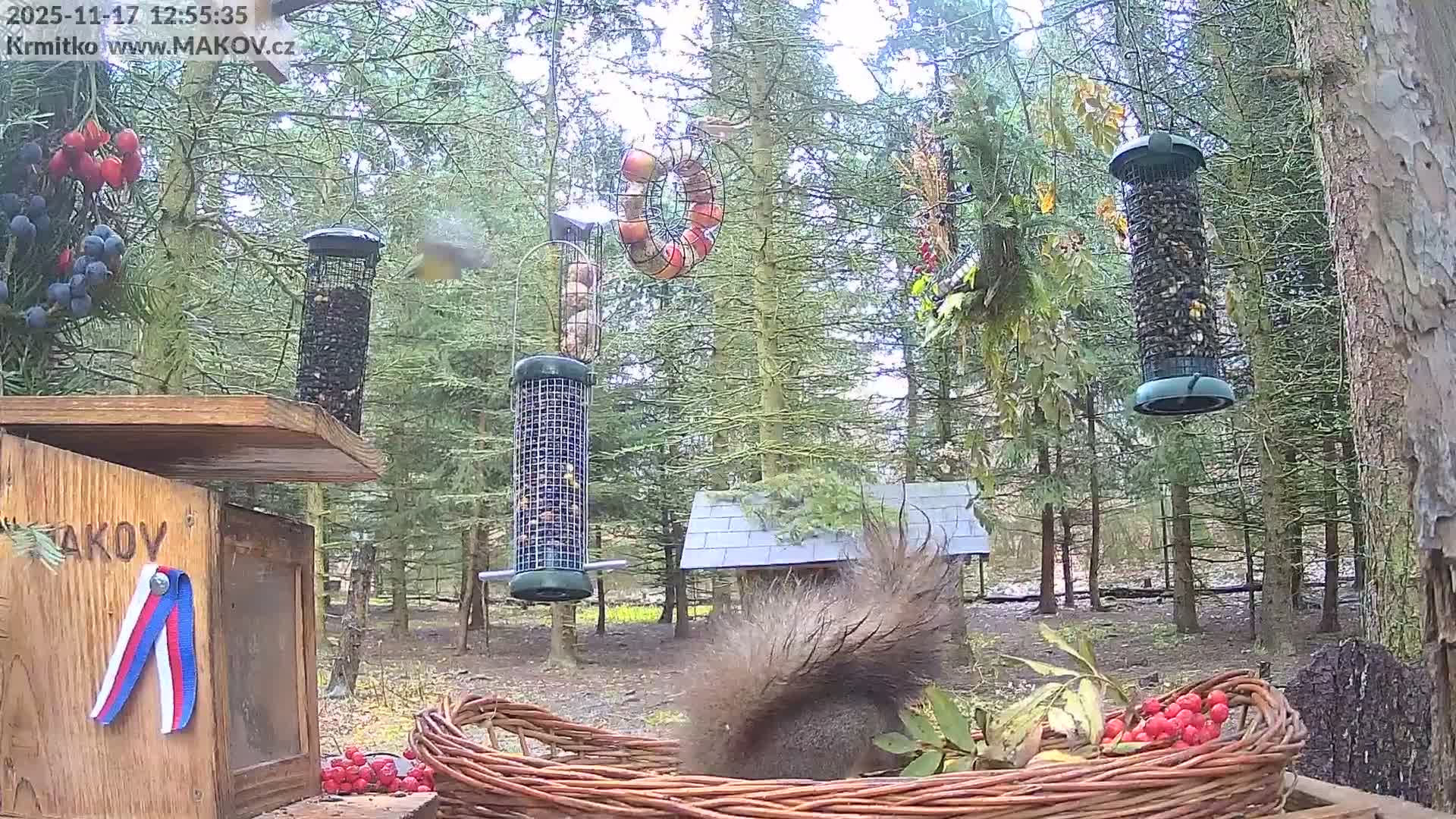 Pisek, Makov Animal Rescue Station Live Cam - Cizova, Pisek, Juhočeský Kraj (South Bohemian), Czechia