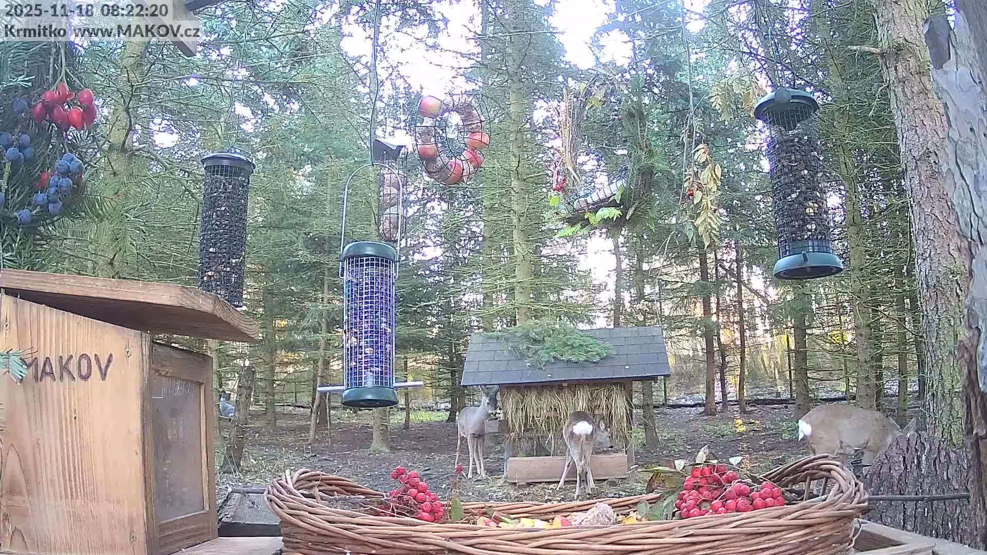 Pisek, Makov Animal Rescue Station Live Cam - Cizova, Pisek, Juhočeský Kraj (South Bohemian), Czechia