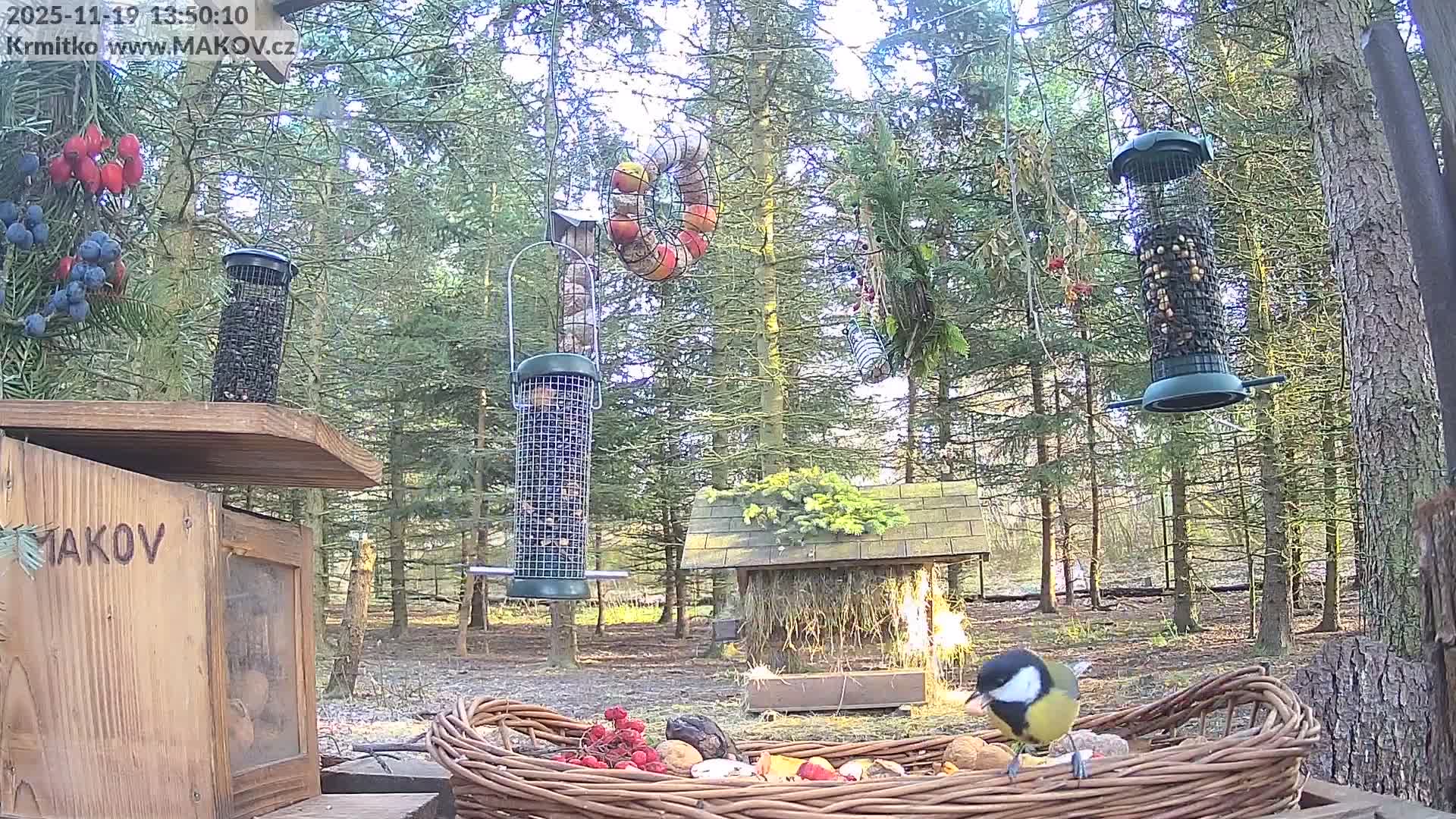 Pisek, Makov Animal Rescue Station Live Cam - Cizova, Pisek, Juhočeský Kraj (South Bohemian), Czechia