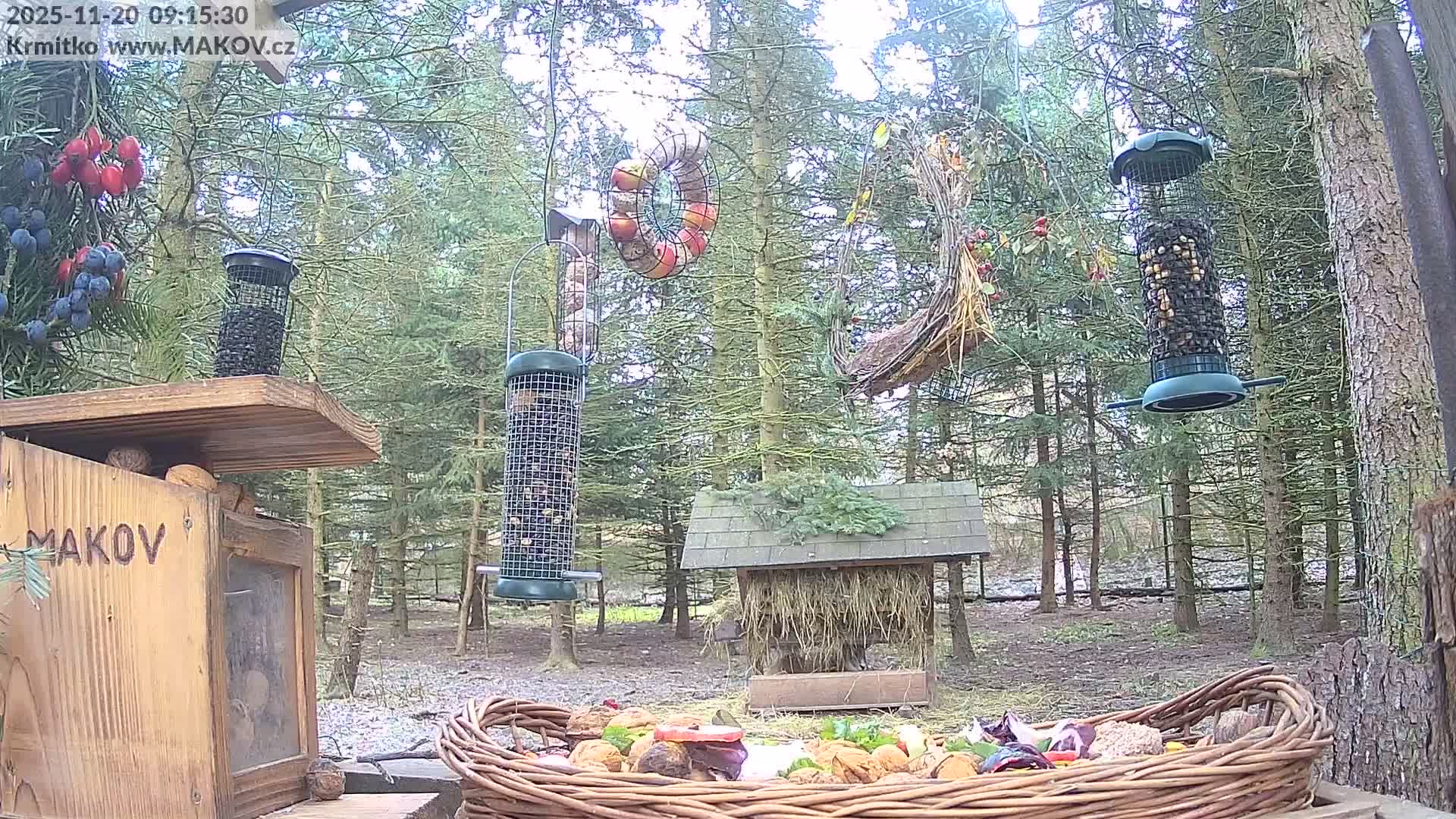 A diverse outdoor wildlife feeding station, laden with various types of feeders holding seeds, nuts, fruits, and a large wicker basket brimming with assorted provisions, is nestled within a sparse pine forest on damp, possibly lightly frosted ground under an overcast sky.