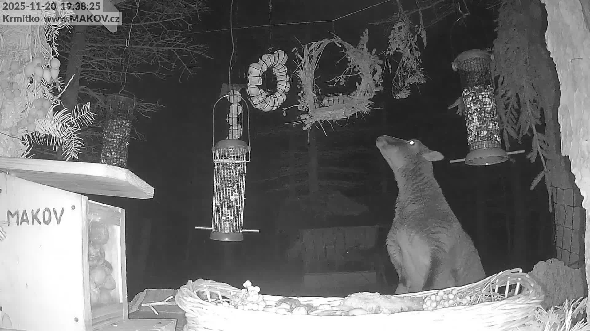 Pisek, Makov Animal Rescue Station Live Cam - Cizova, Pisek, Juhočeský Kraj (South Bohemian), Czechia