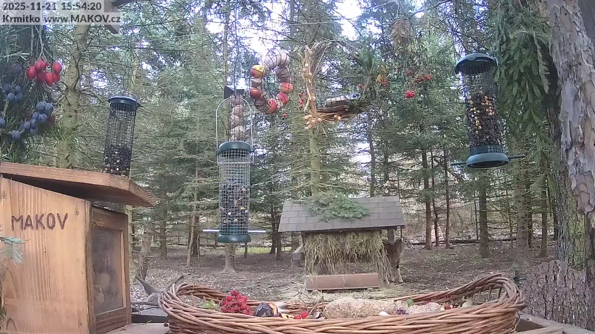 Pisek, Makov Animal Rescue Station Live Cam - Cizova, Pisek, Juhočeský Kraj (South Bohemian), Czechia