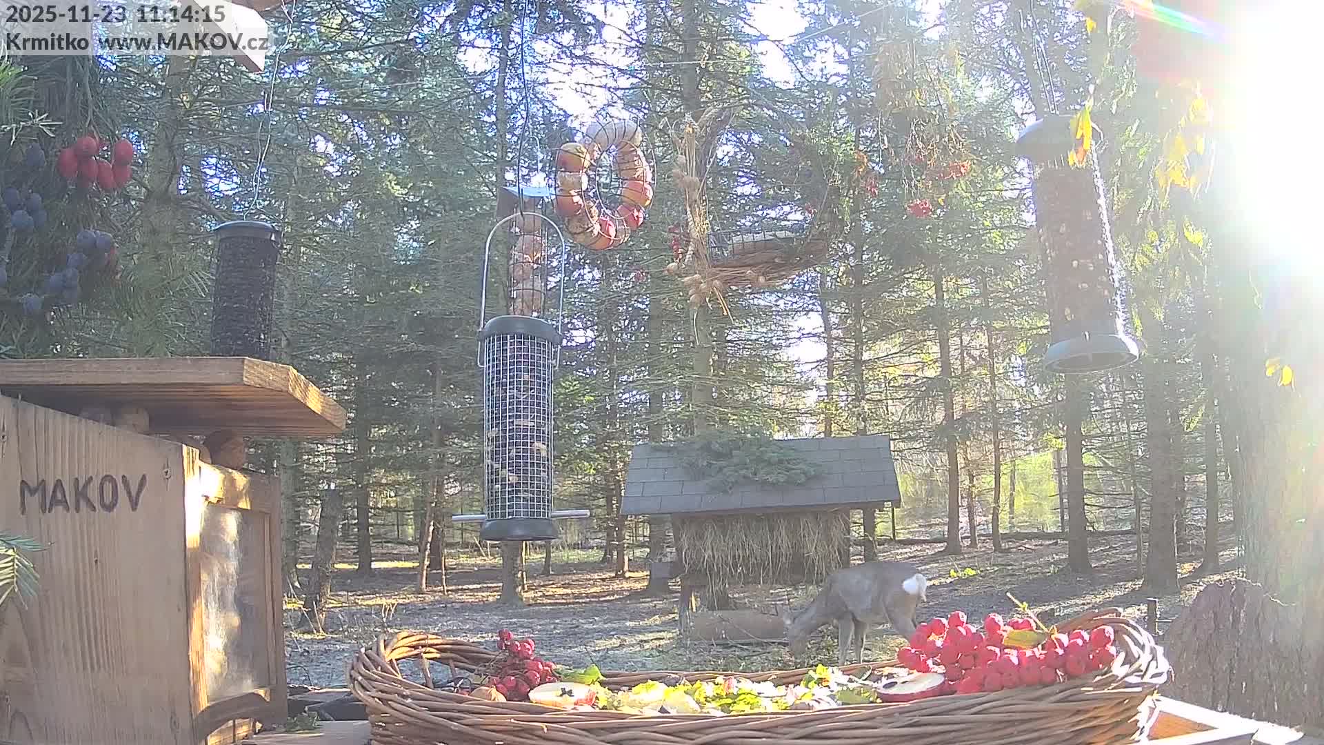 A deer bends to eat from a large wicker basket overflowing with fruits and vegetables, situated in a sun-drenched forest with numerous evergreen trees and various bird feeders under a clear, bright sky.