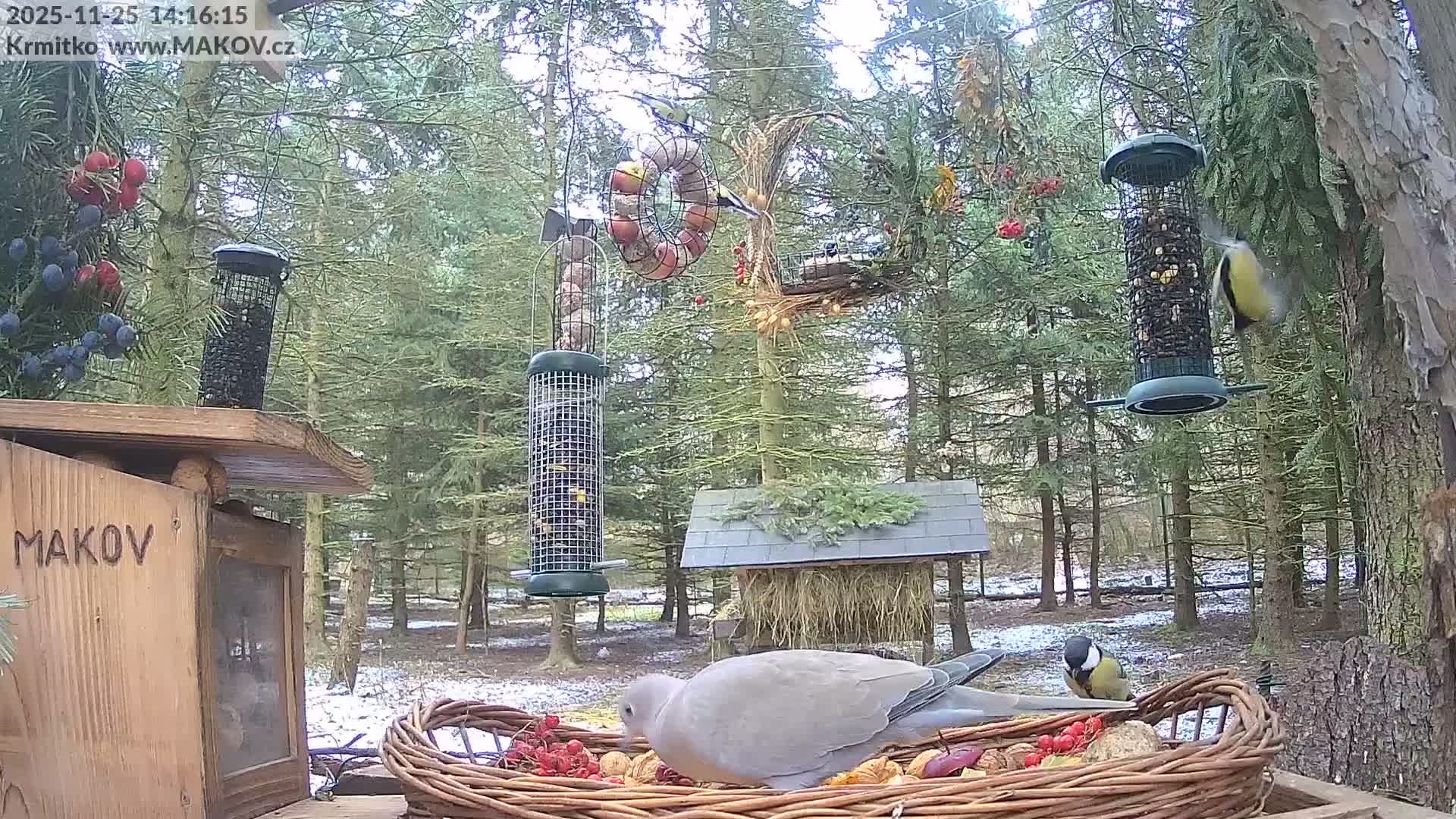 Pisek, Makov Animal Rescue Station Live Cam - Cizova, Pisek, Juhočeský Kraj (South Bohemian), Czechia