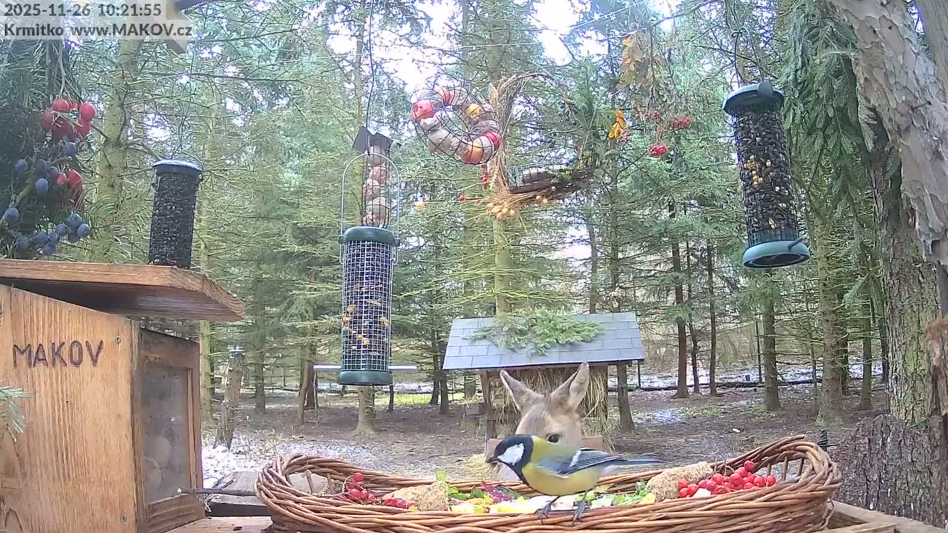 A Great Tit bird dines from a wicker basket brimming with food, with the ears of a deer visible behind a small shelter in a pine forest lightly dusted with snow on a cloudy day, amidst various bird feeders and hanging berry decorations.