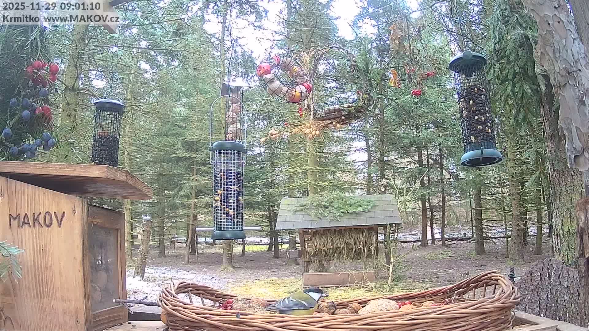 A small bird feeds from a wicker basket on a cold, overcast day in a coniferous forest, surrounded by various bird feeders and patches of light snow on the ground.