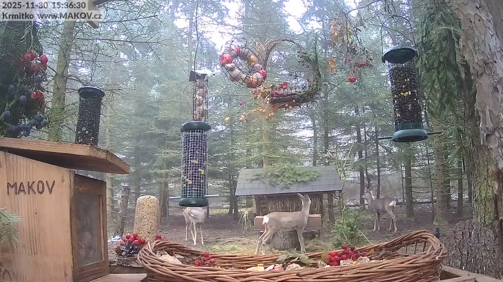 Pisek, Makov Animal Rescue Station Live Cam - Cizova, Pisek, Juhočeský Kraj (South Bohemian), Czechia