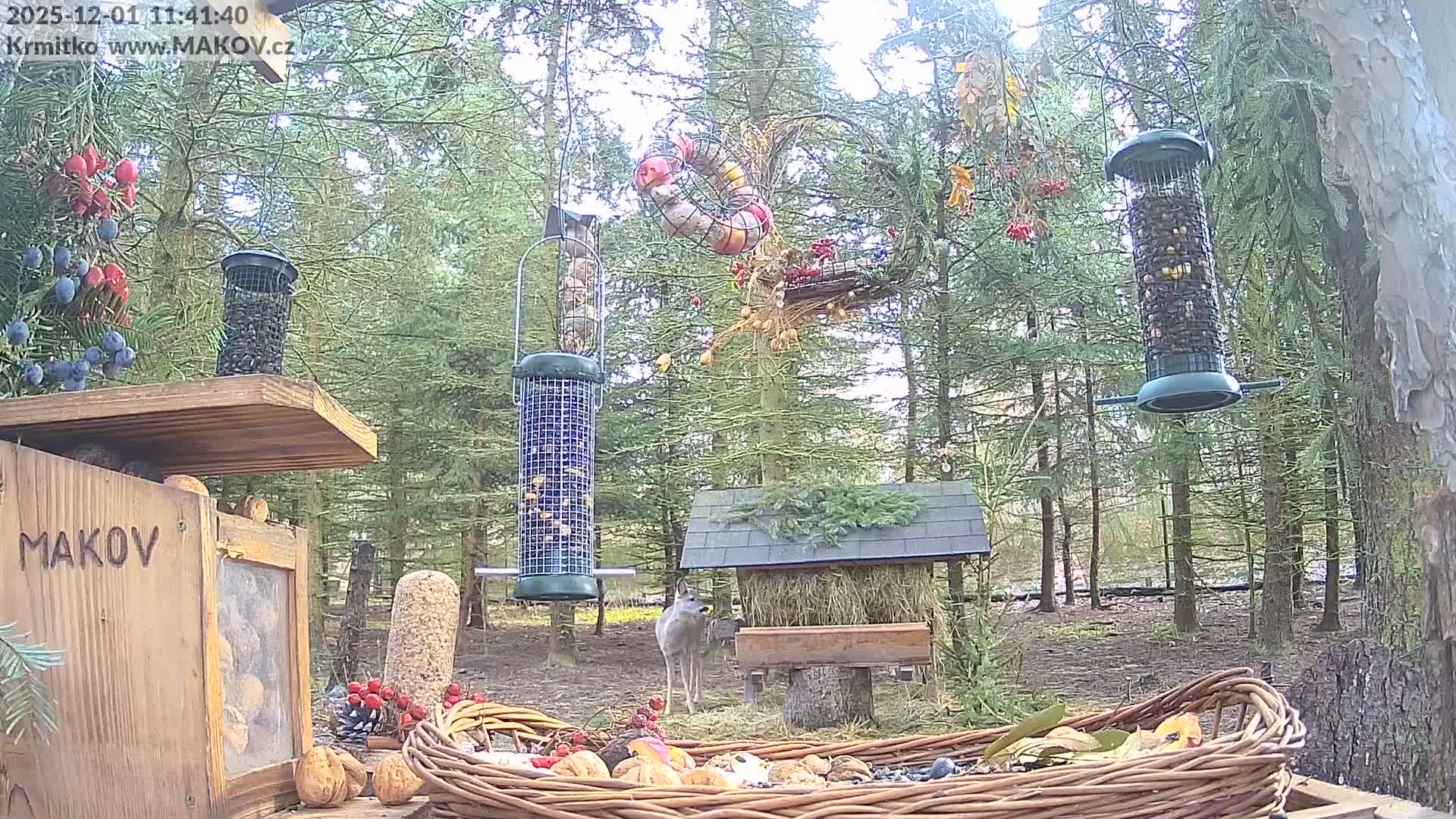 Pisek, Makov Animal Rescue Station Live Cam - Cizova, Pisek, Juhočeský Kraj (South Bohemian), Czechia