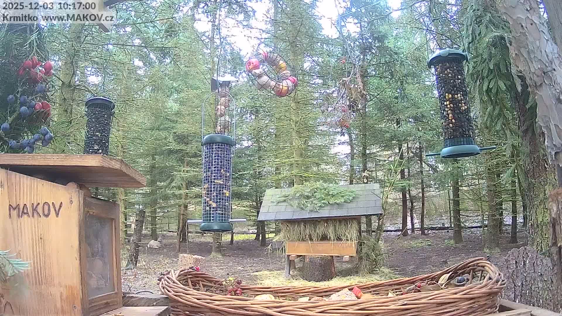 An overcast day in a dense evergreen forest showcases several bird feeders and feeding stations, including hanging tube feeders, a fruit wreath, a wooden box, and a hay-covered shelter, with an animal resting in the distant clearing.