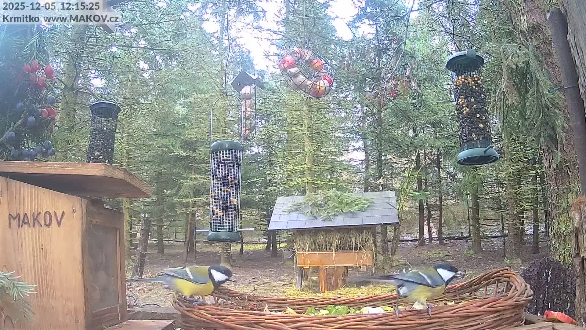 Pisek, Makov Animal Rescue Station Live Cam - Cizova, Pisek, Juhočeský Kraj (South Bohemian), Czechia