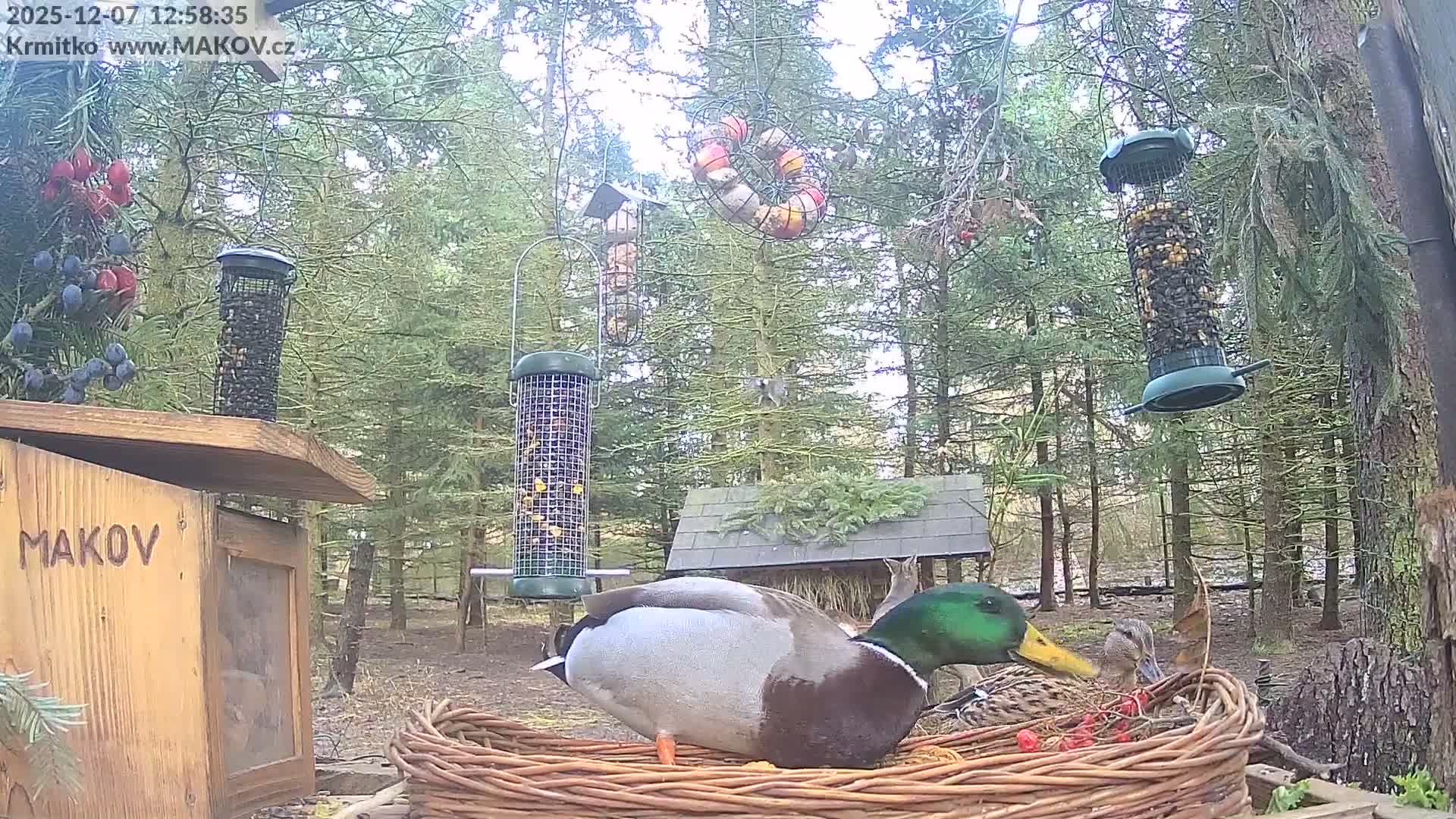 Pisek, Makov Animal Rescue Station Live Cam - Cizova, Pisek, Juhočeský Kraj (South Bohemian), Czechia