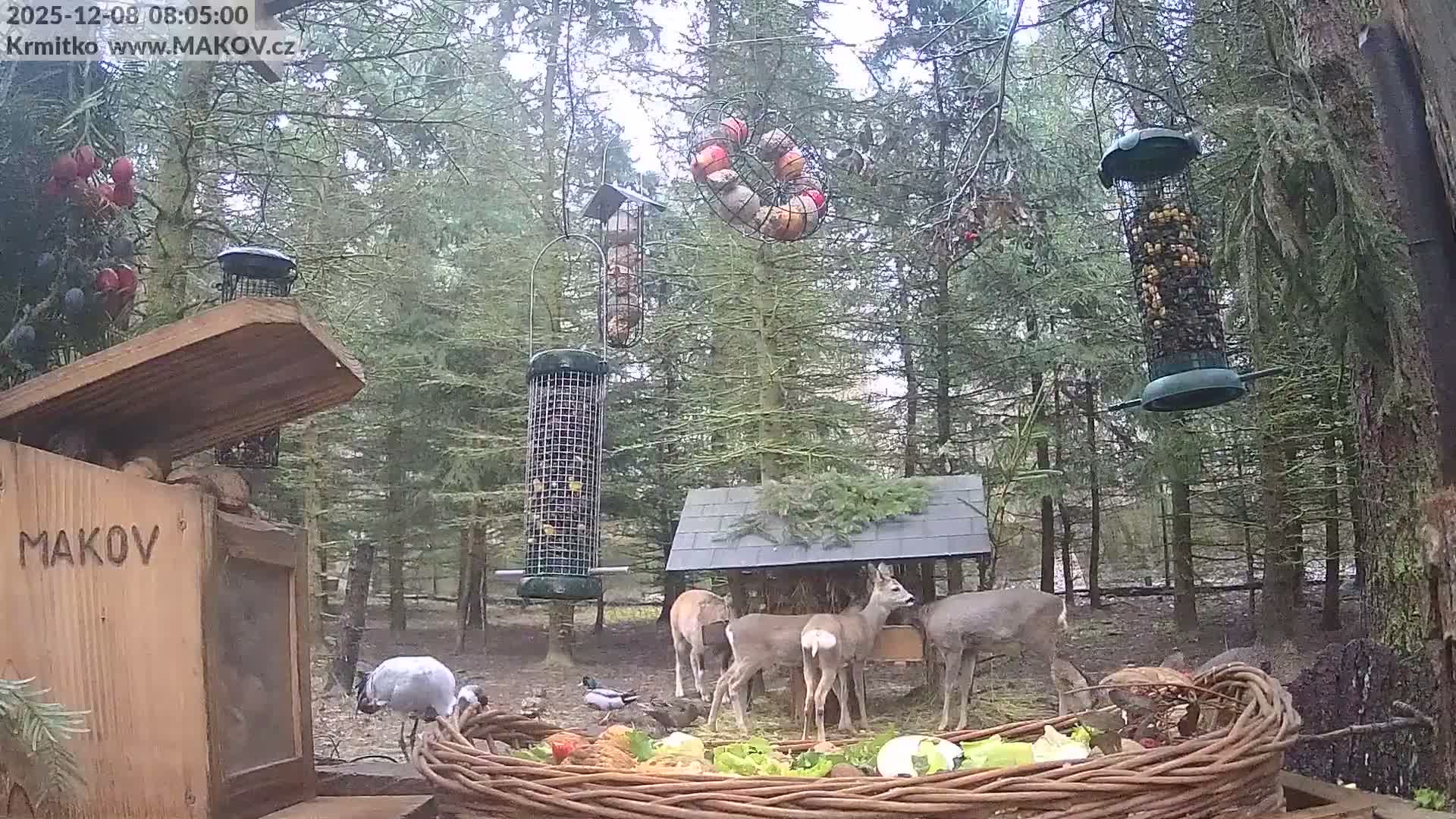 Pisek, Makov Animal Rescue Station Live Cam - Cizova, Pisek, Juhočeský Kraj (South Bohemian), Czechia